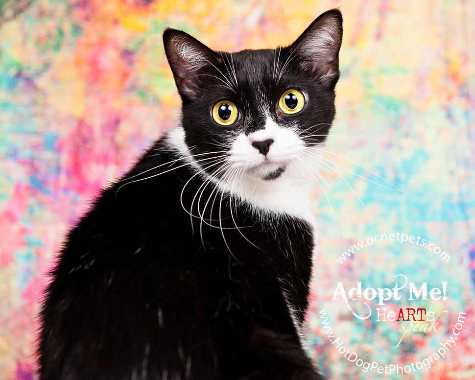 Adoptable Cats Photographed by Hot Dog! Pet Photography Orlando Florida