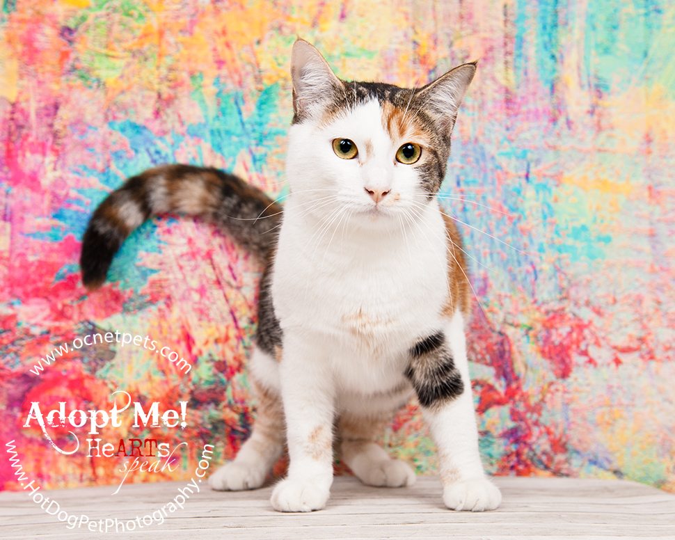 Adoptable Cats Photographed by Hot Dog! Pet Photography Orlando Florida