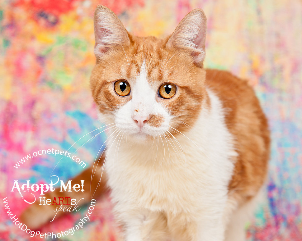 Adoptable Cats Photographed by Hot Dog! Pet Photography Orlando Florida