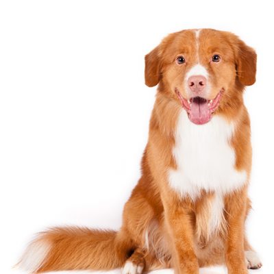 Dog of the Day | Nova Scotia Duck Tolling Retriever