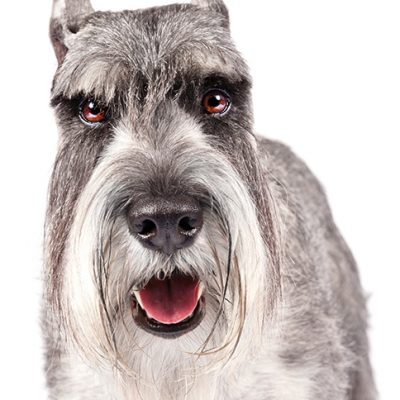 Dog of the Day | Standard Schnauzer