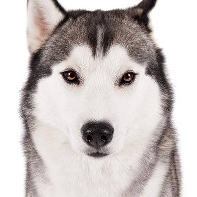 Dog of the Day | Siberian Husky