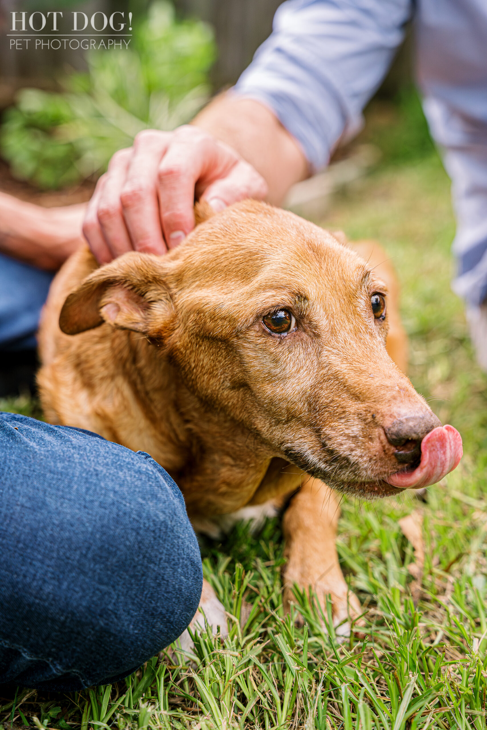 A tan dog, Adelaide, lies on green grass with her tongue slightly out, looking up to the right. A person's hand gently pets her head.