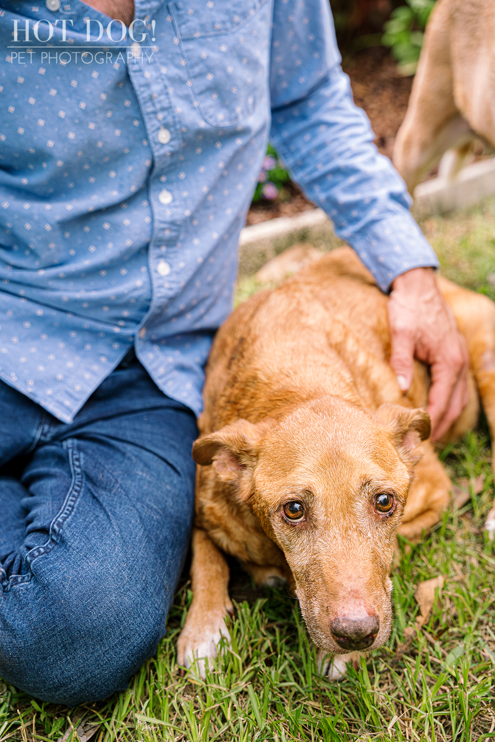 A close-up of Adelaide, a terminally ill tan dog, lying on green grass. A person's arm and hand are visible, gently resting on her, offering comfort.