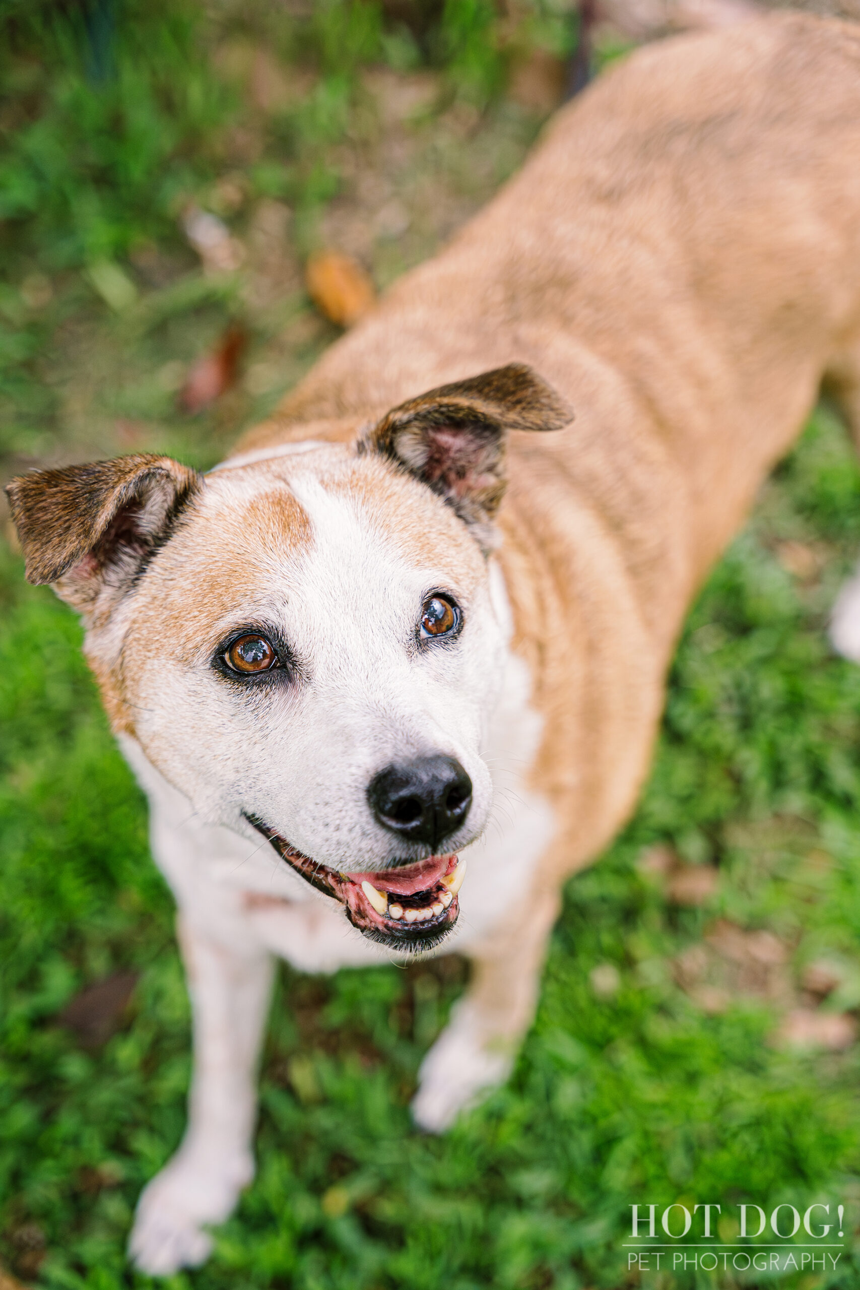 Aeva, a white and tan dog with short fur and a dark patch on her head, looks up at the camera with her mouth slightly open. She is standing on green grass.