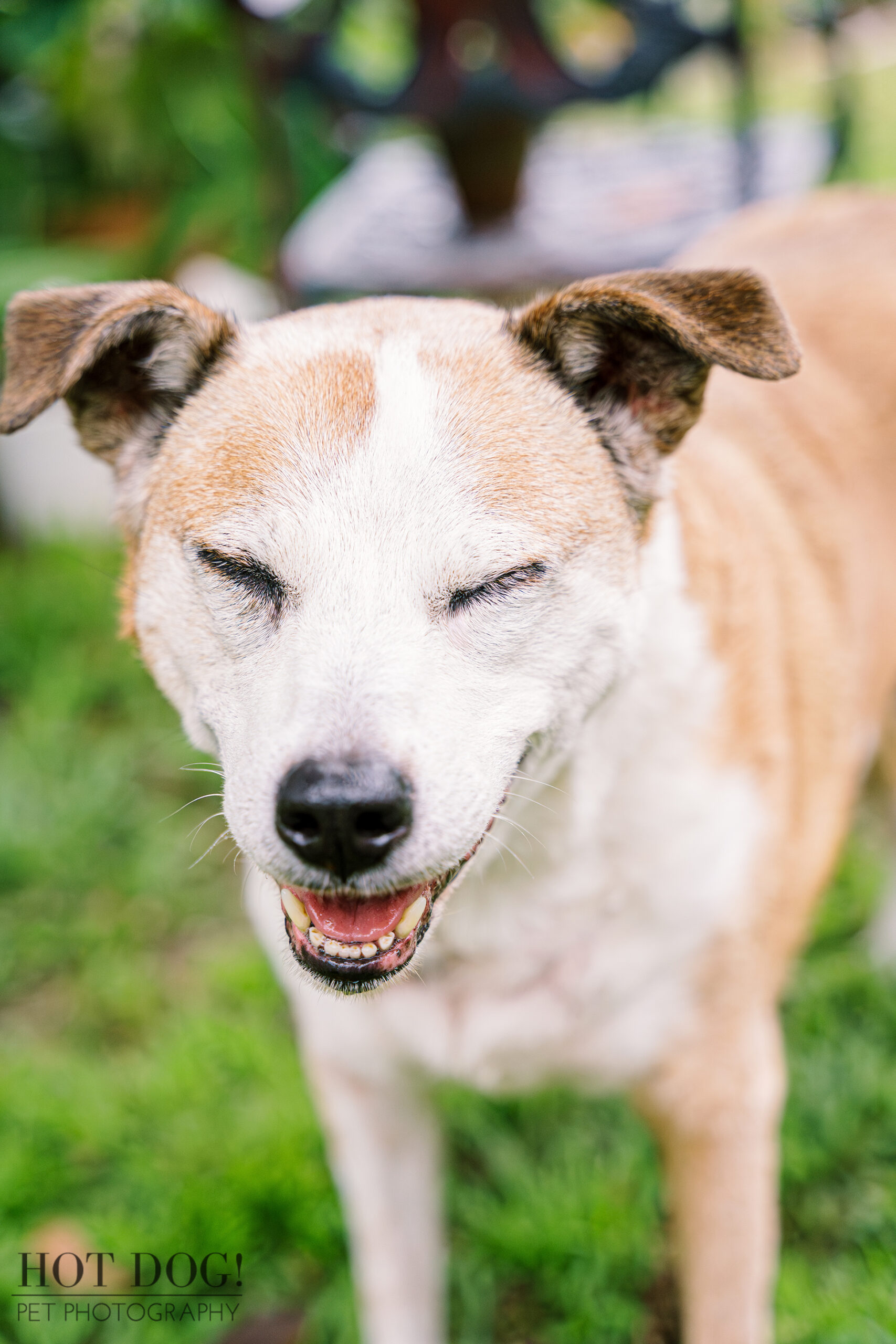 Close-up of Aeva, white and tan dog, eyes closed. Photo by Hot Dog! Pet Photography.