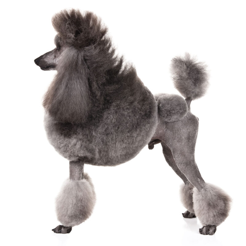 Official Breed Image Library Documentation for the American Kennel Club