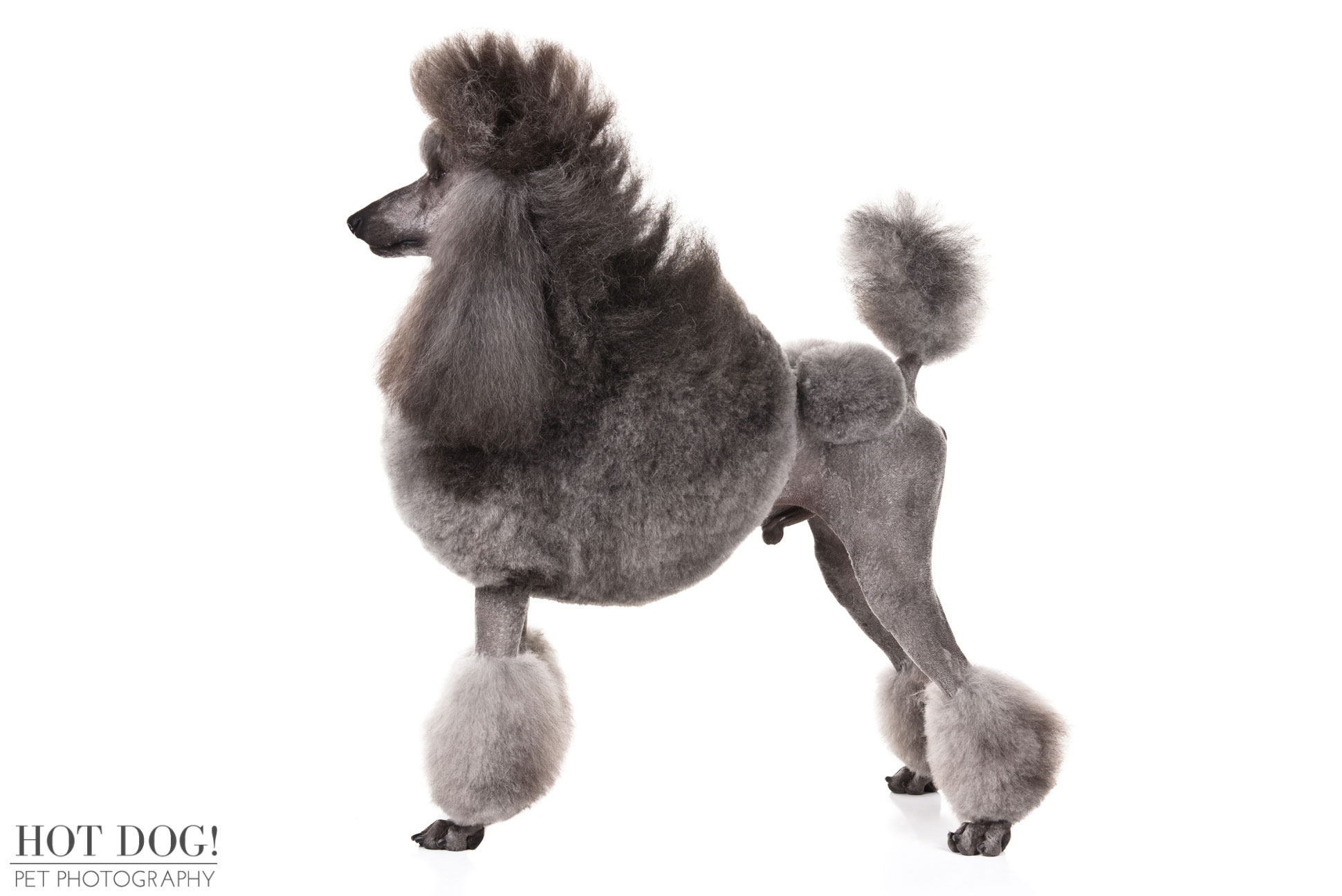 Groomed Standard Poodle photographed for American Kennel Club official breed image library.