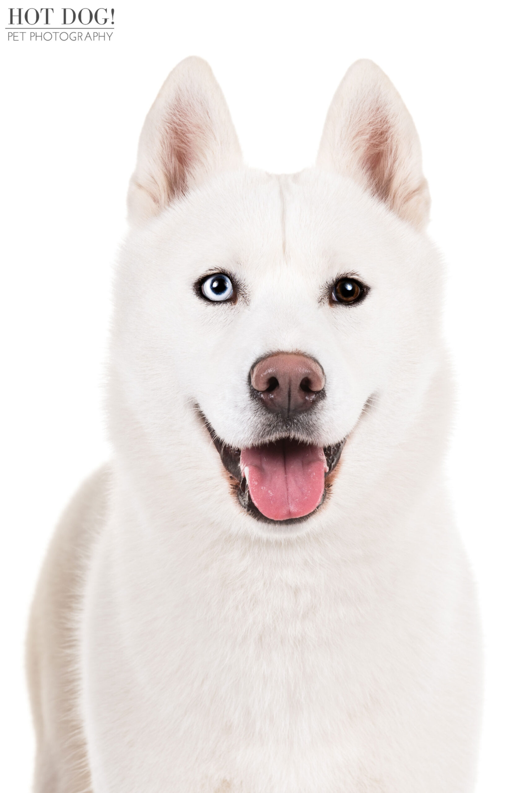 Siberian Husky head portrait with blue and brown eyes photographed for AKC breed documentation project.