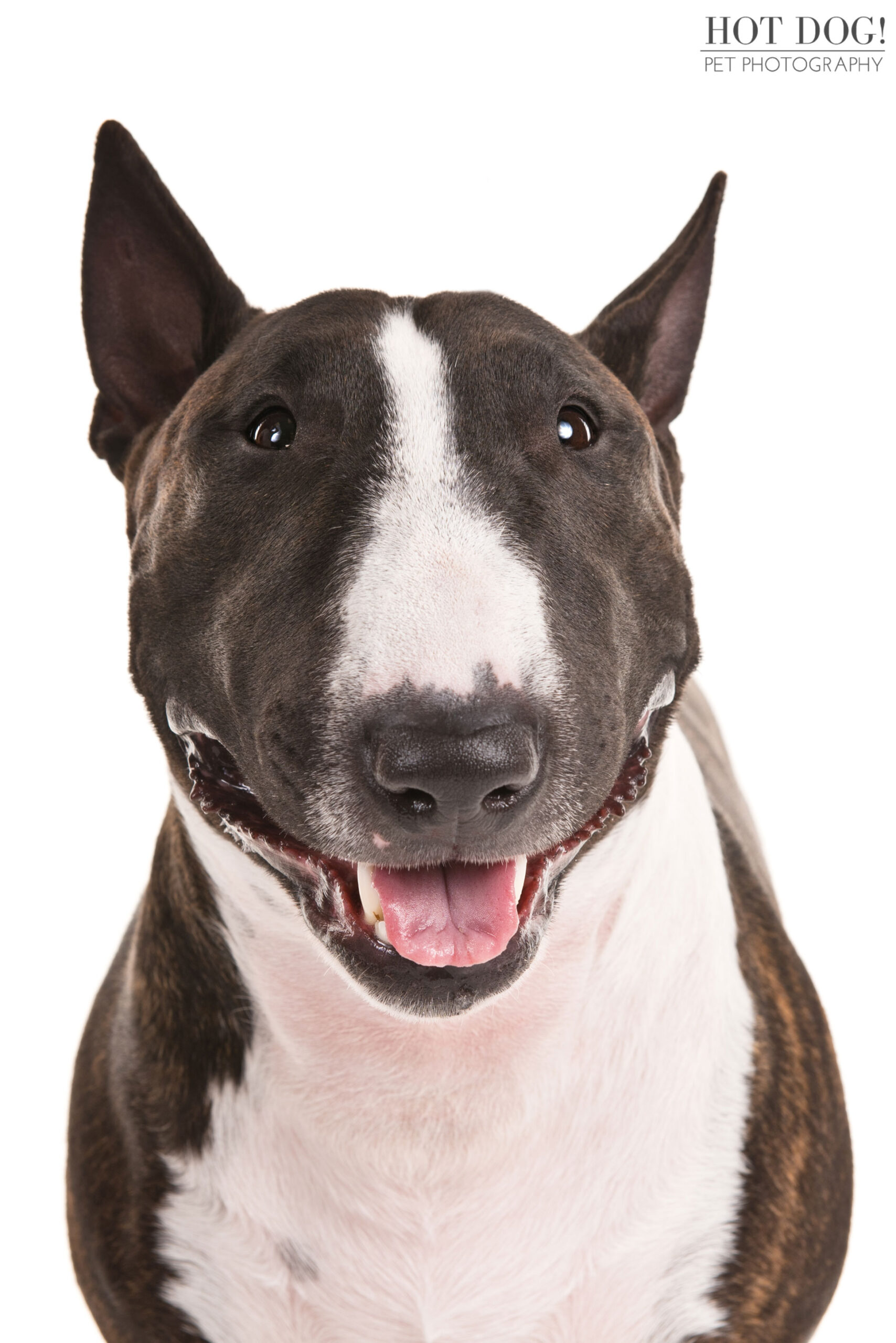 Bull Terrier head portrait photographed for the American Kennel Club official breed image library.