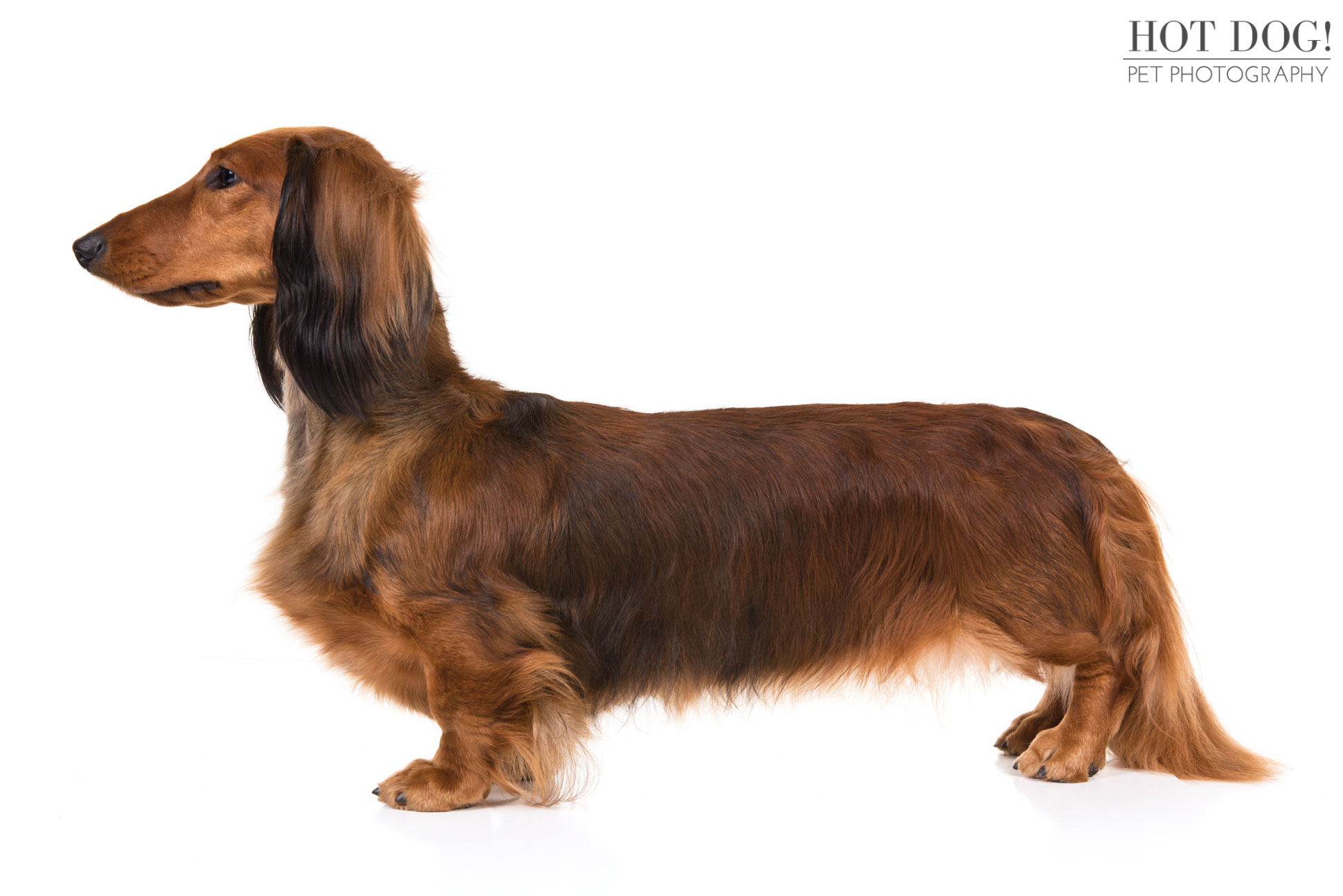 Stacked longhaired Dachshund photographed for AKC breed documentation image library.