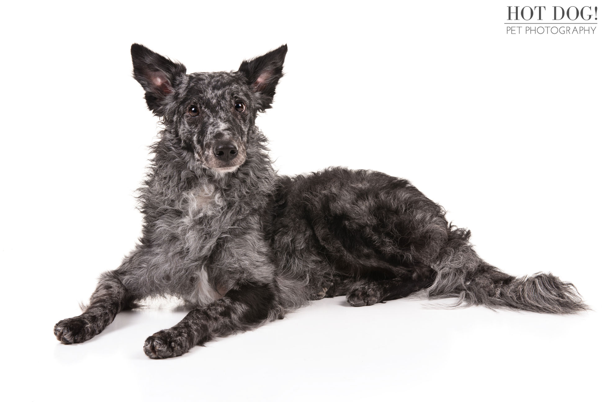 Merle-coated herding breed photographed in studio for American Kennel Club breed image library.
