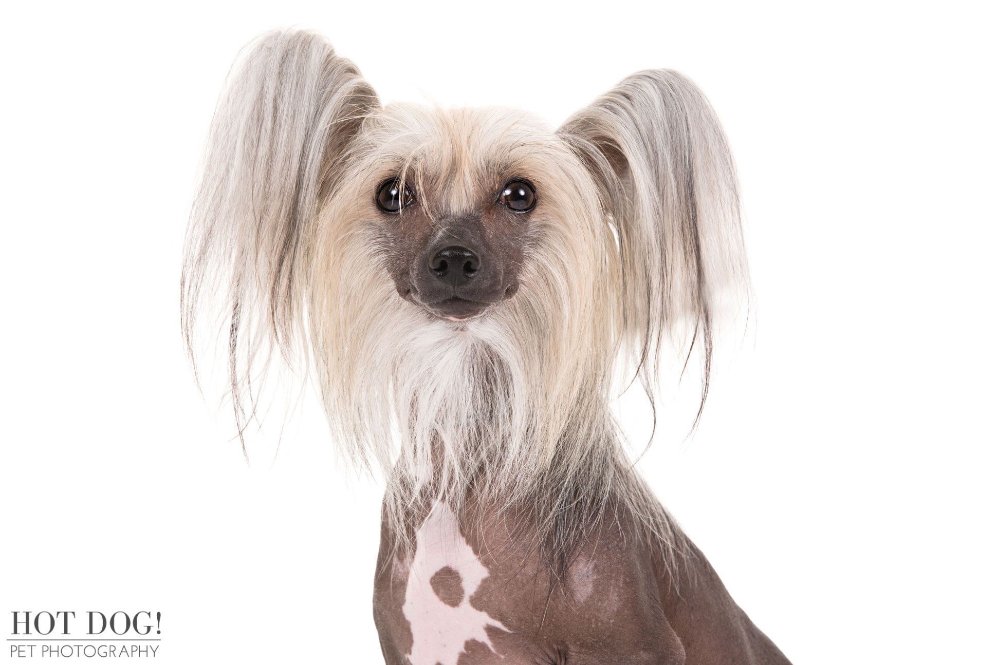 Hairless Chinese Crested portrait photographed for AKC breed image documentation.
