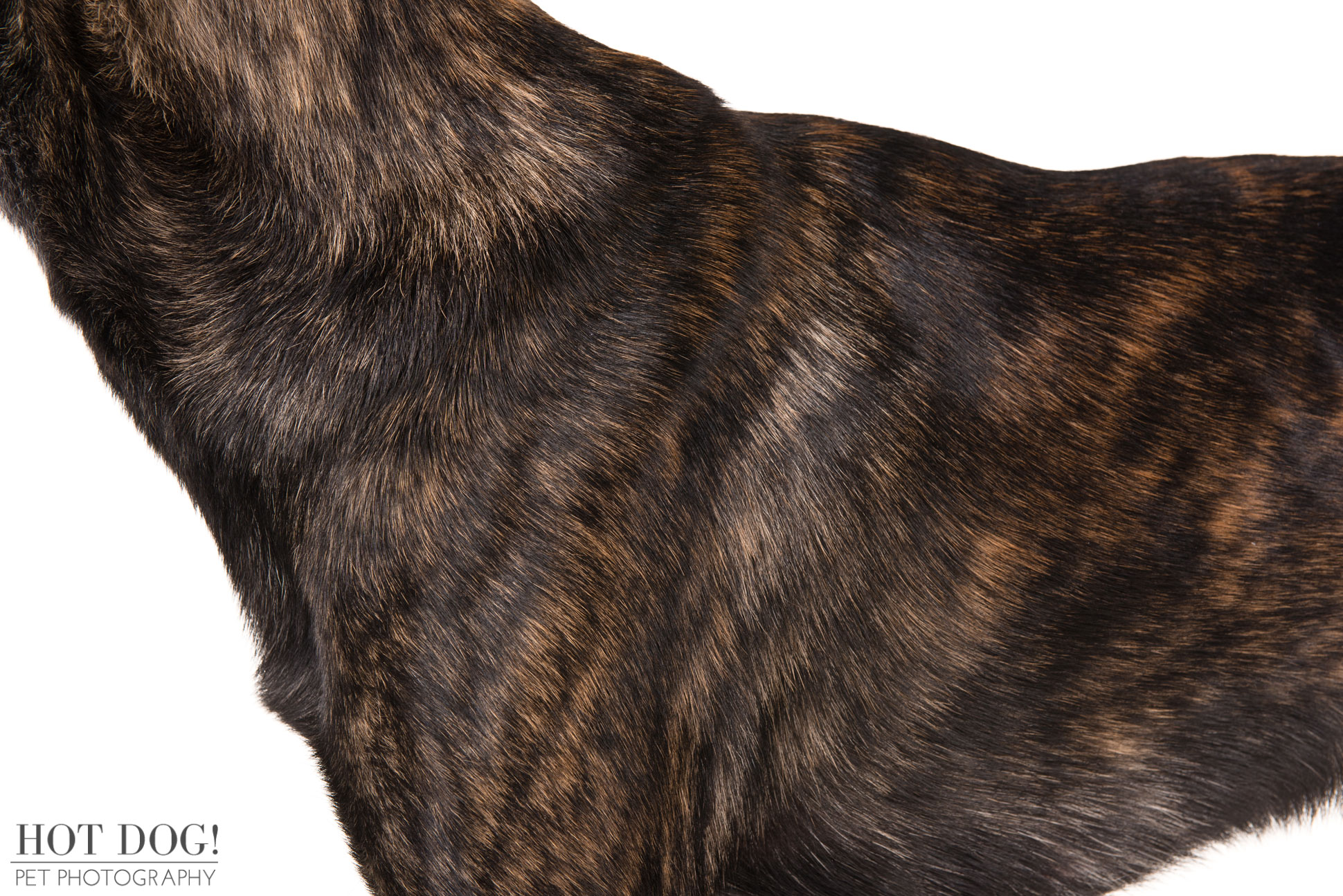Close-up detail of brindle coat texture photographed for American Kennel Club breed image library.