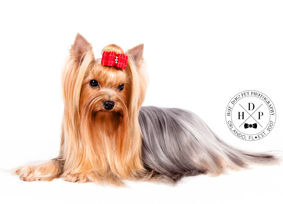 AKC Dog Show Photography by Hot Dog! Pet Photography Orlando, FL