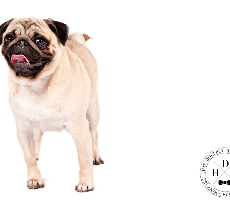 Faces of the AKC/Eukanuba National Championship | Day 2