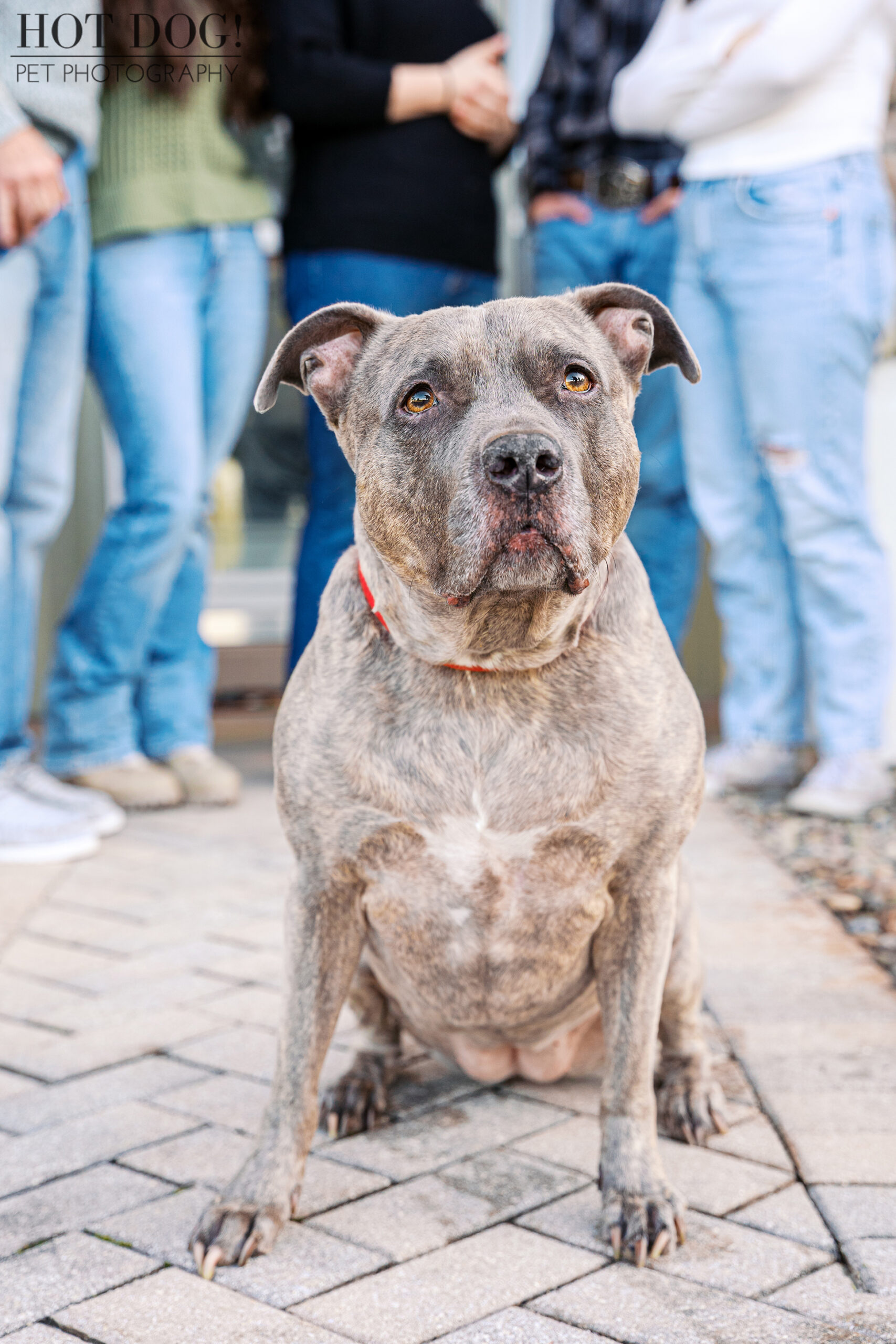 Close-up portrait of a gray pitbull sitting calmly with family members softly blurred in the background.