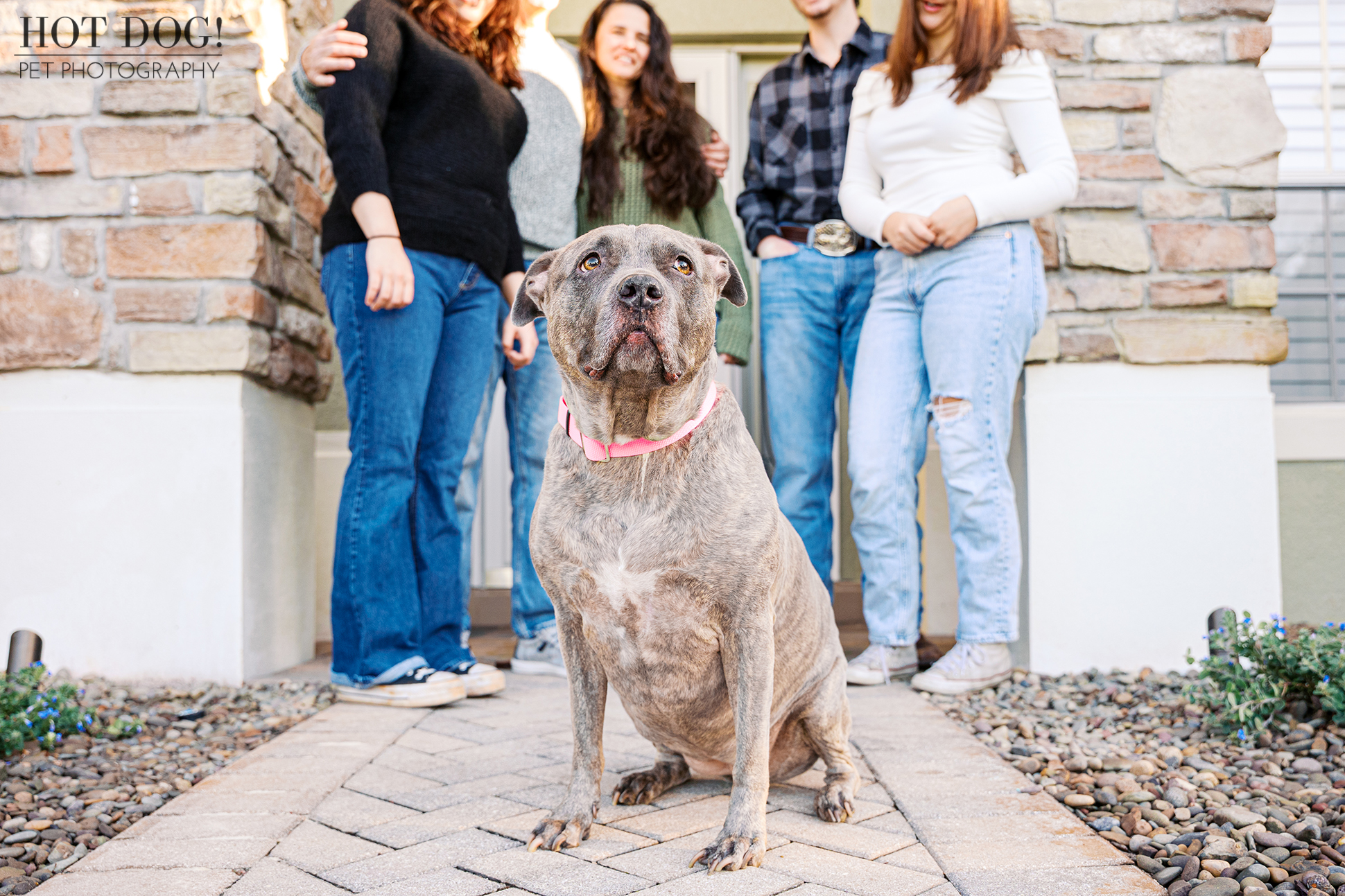 Gray pitbull sits on a front walkway with her family standing behind her during a casual family pet photo.