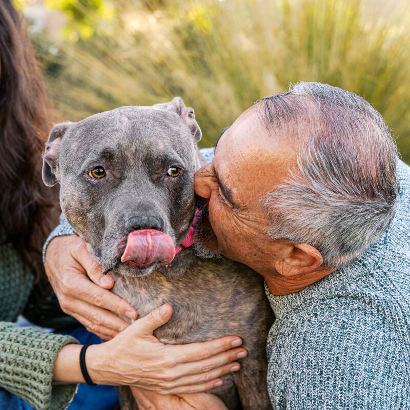 Ali the Pitbull’s Cherished Companion Session | DeBary Pet Photography
