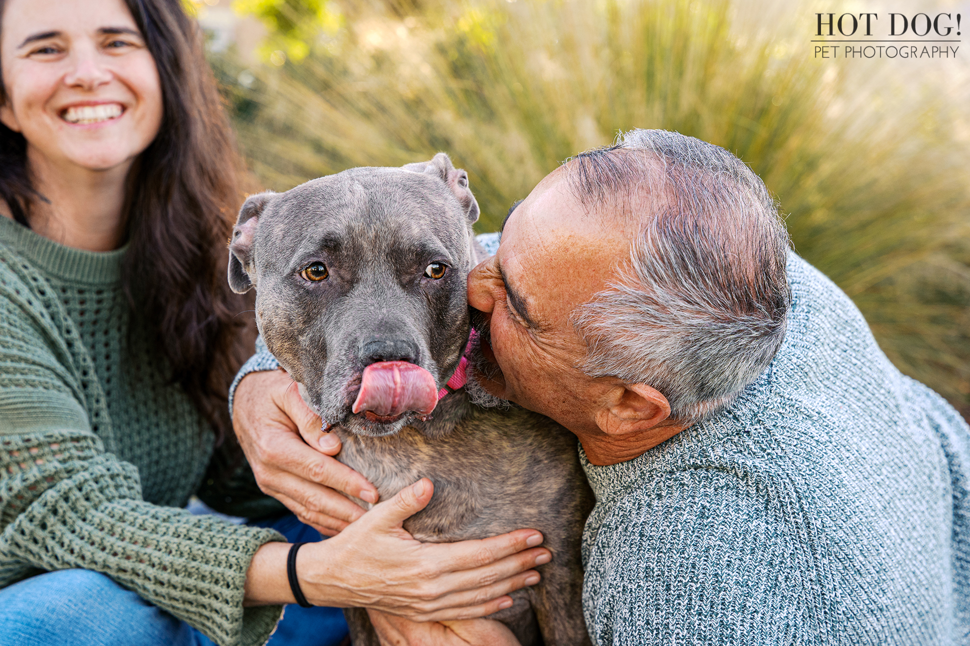 Close-up of a gray pitbull being kissed on the cheek by a man while a woman smiles beside them during an outdoor pet photography session.