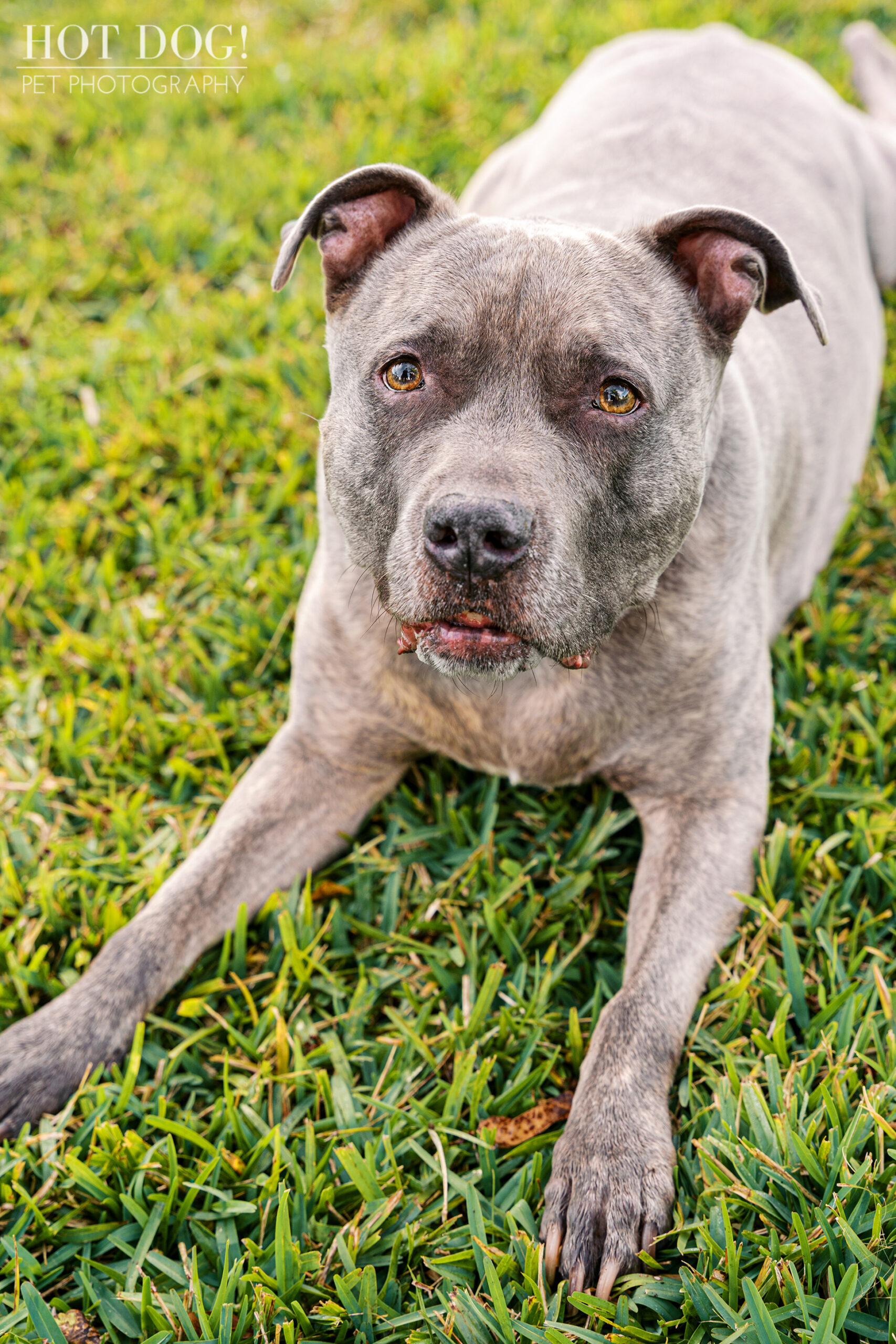 Gray pitbull lies in the grass looking up at the camera during an outdoor pet photography session.