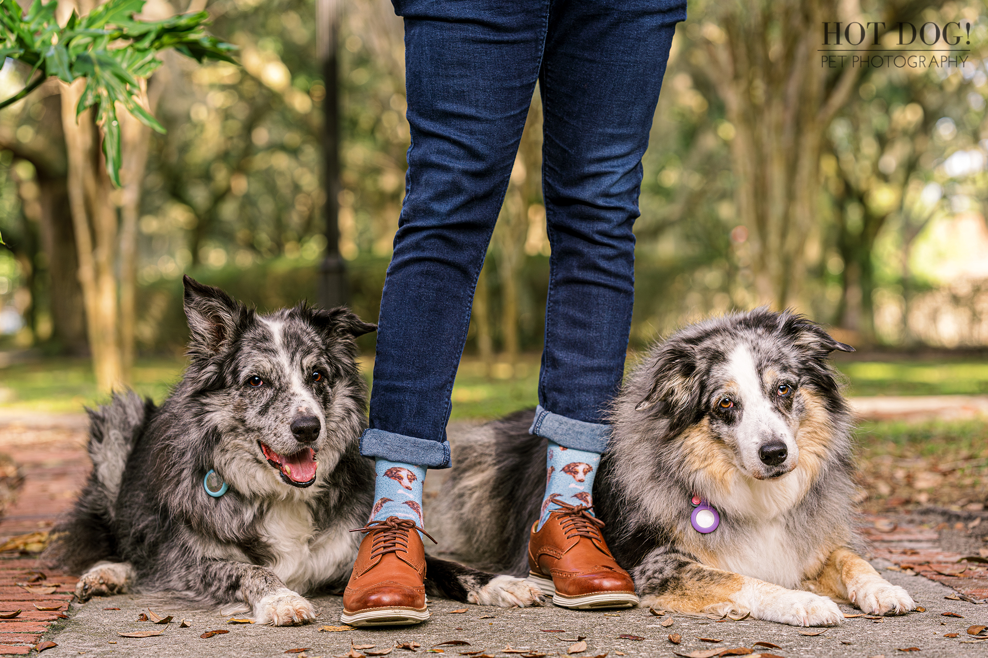 A heartwarming bond between a man and his dogs, captured in a beautiful photograph.