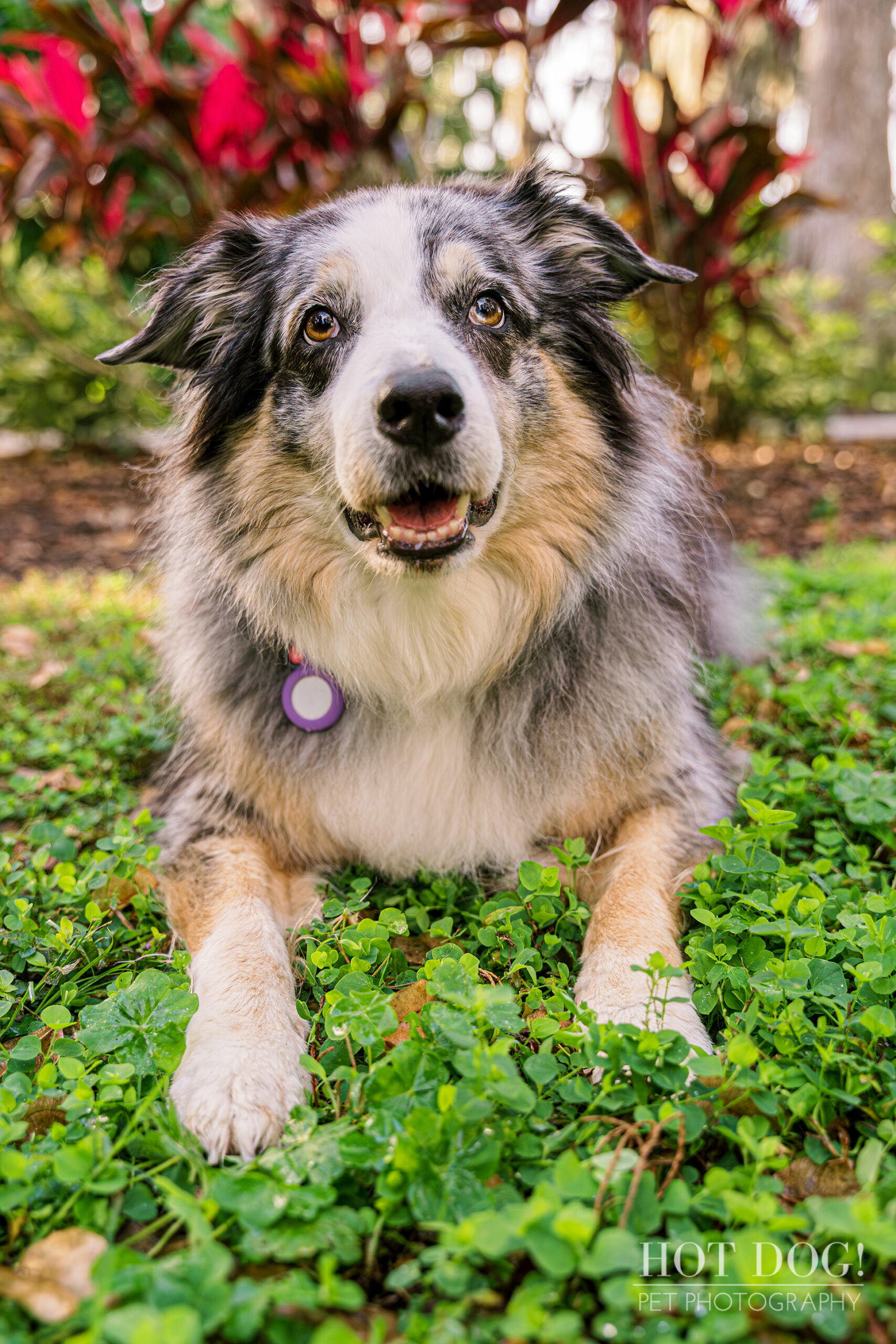 A close-up portrait of Allie, capturing her playful spirit and kind eyes.