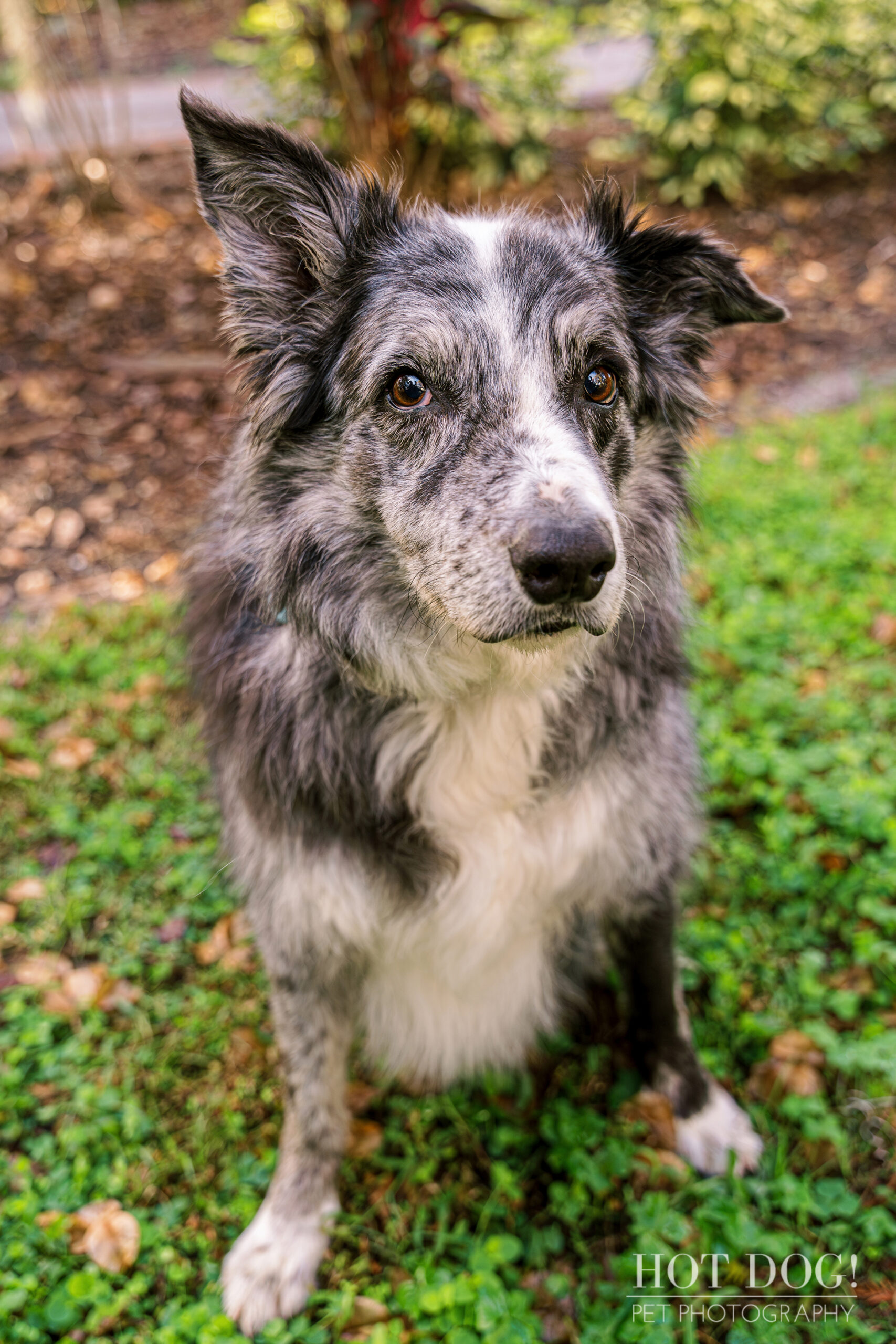 A close-up portrait of Flash, capturing his adorable personality.