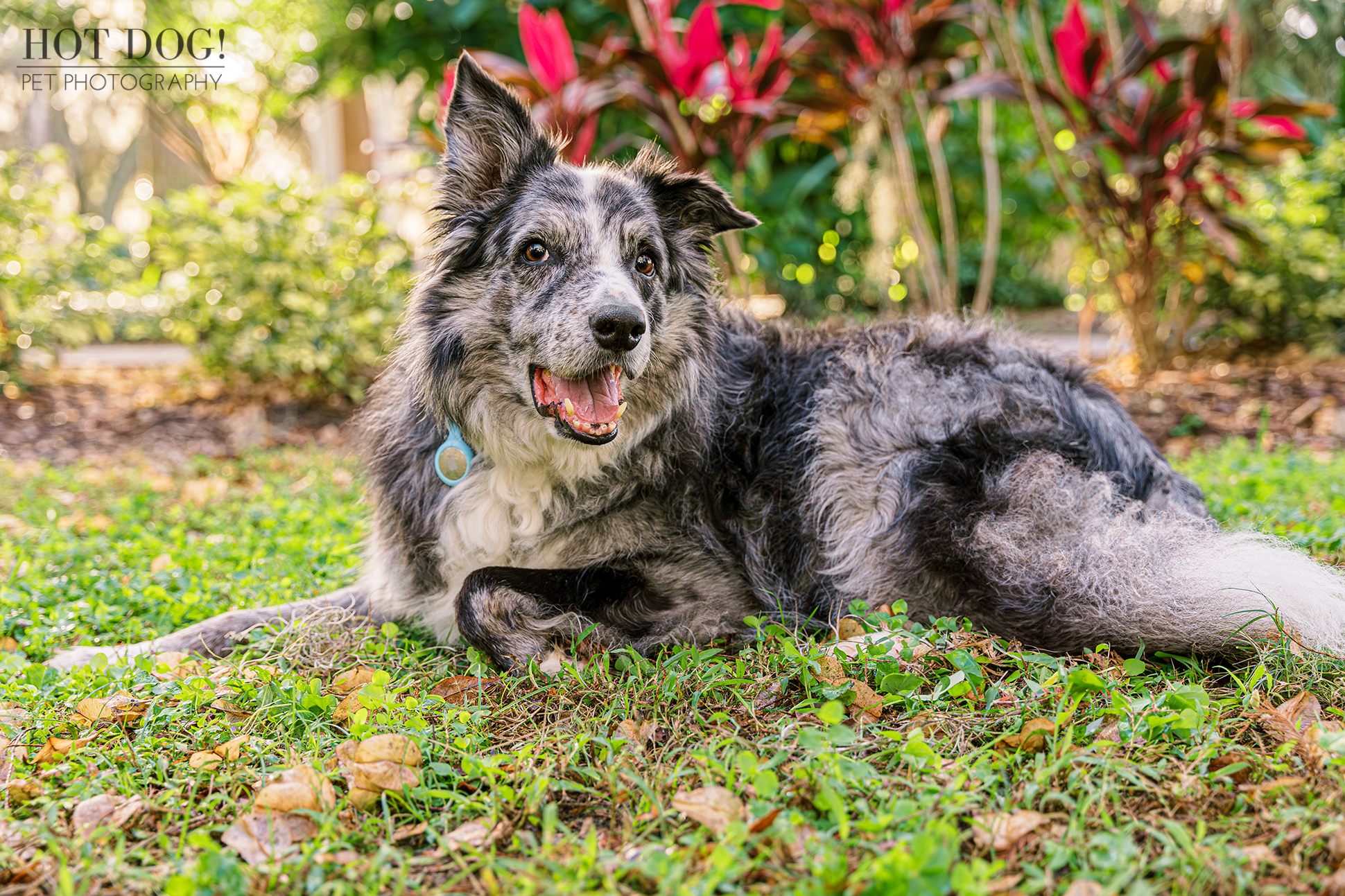 Flash soaking up the sun in the park.