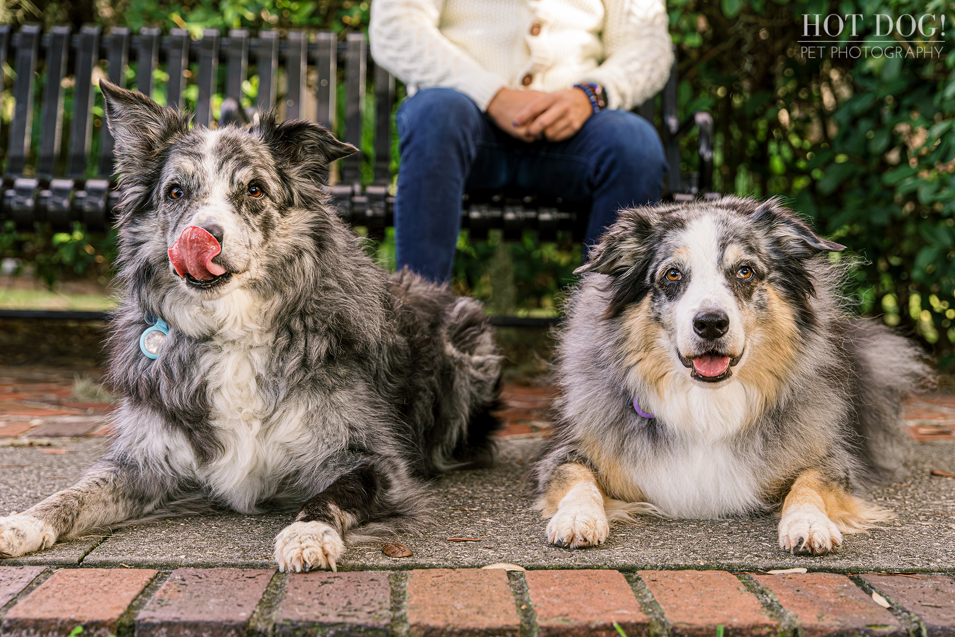 Portrait of Andres with his loyal Border Collies, Allie and Flash.