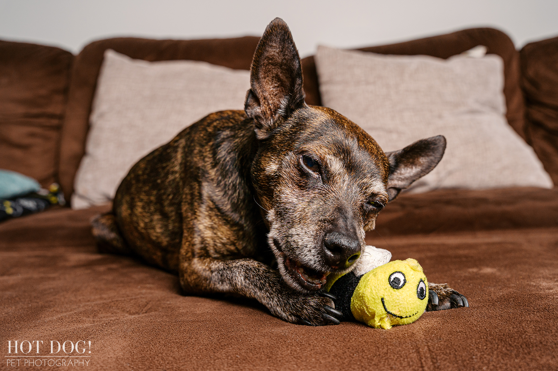 Archer, an 18-year-old brindle Miniature Pinscher, lying on a brown couch during his in-home senior dog photography session in Altamonte Springs.