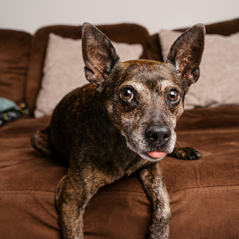 Close-up portrait of Archer, a senior brindle Miniature Pinscher, resting on his favorite couch during an at-home photography session.