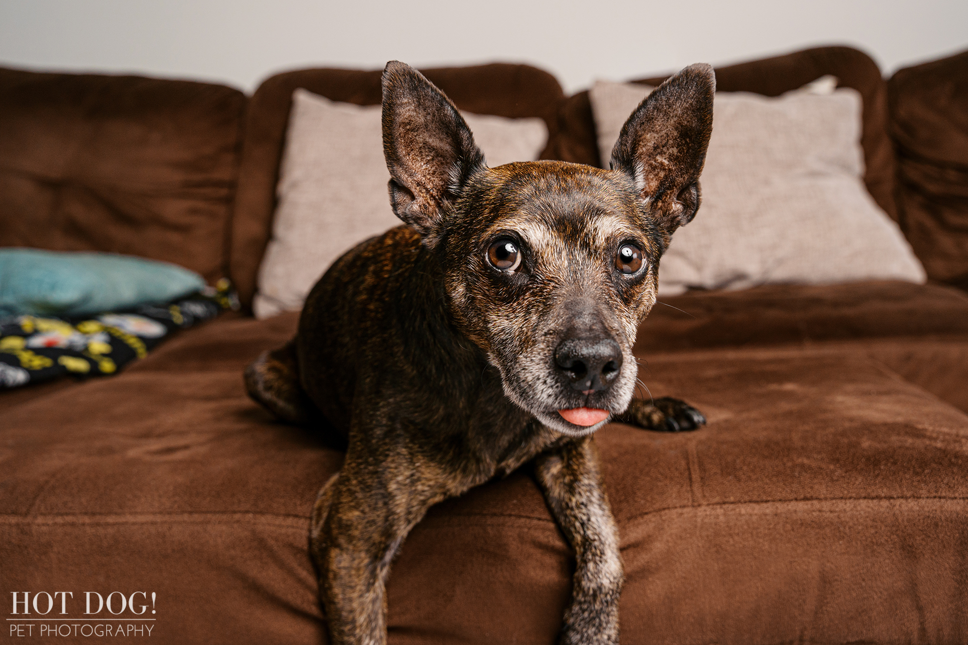 Close-up portrait of Archer, a senior brindle Miniature Pinscher, resting on his favorite couch during an at-home photography session.