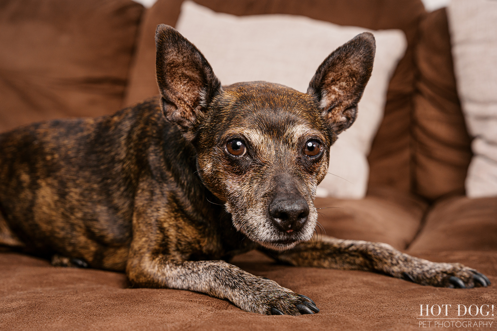 Archer, an elderly Miniature Pinscher, gently chewing on a small toy while relaxing on a brown sectional sofa.
