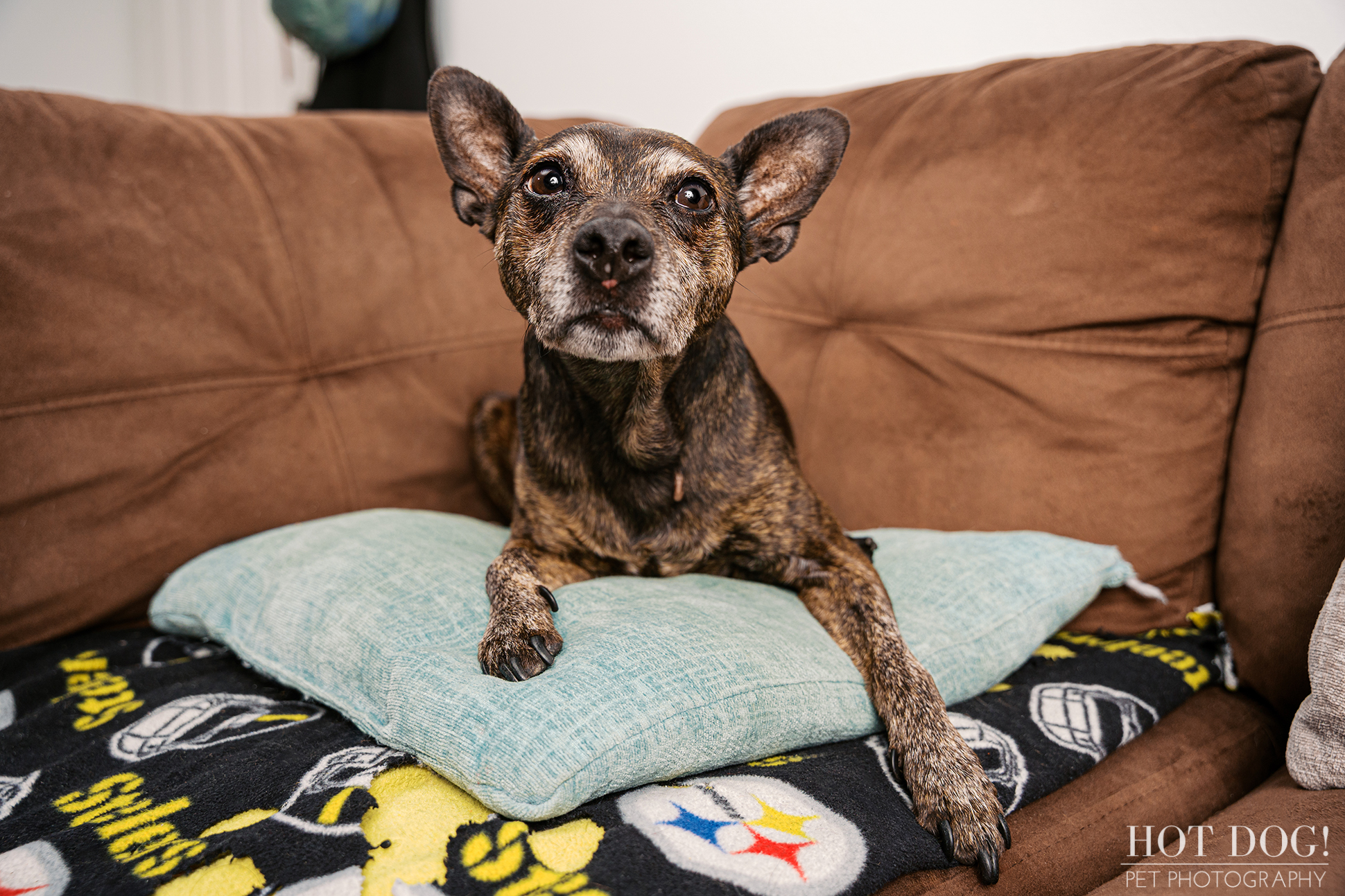 Senior Miniature Pinscher Archer resting his paws on a teal pillow on the couch during his Cherished Companion session.