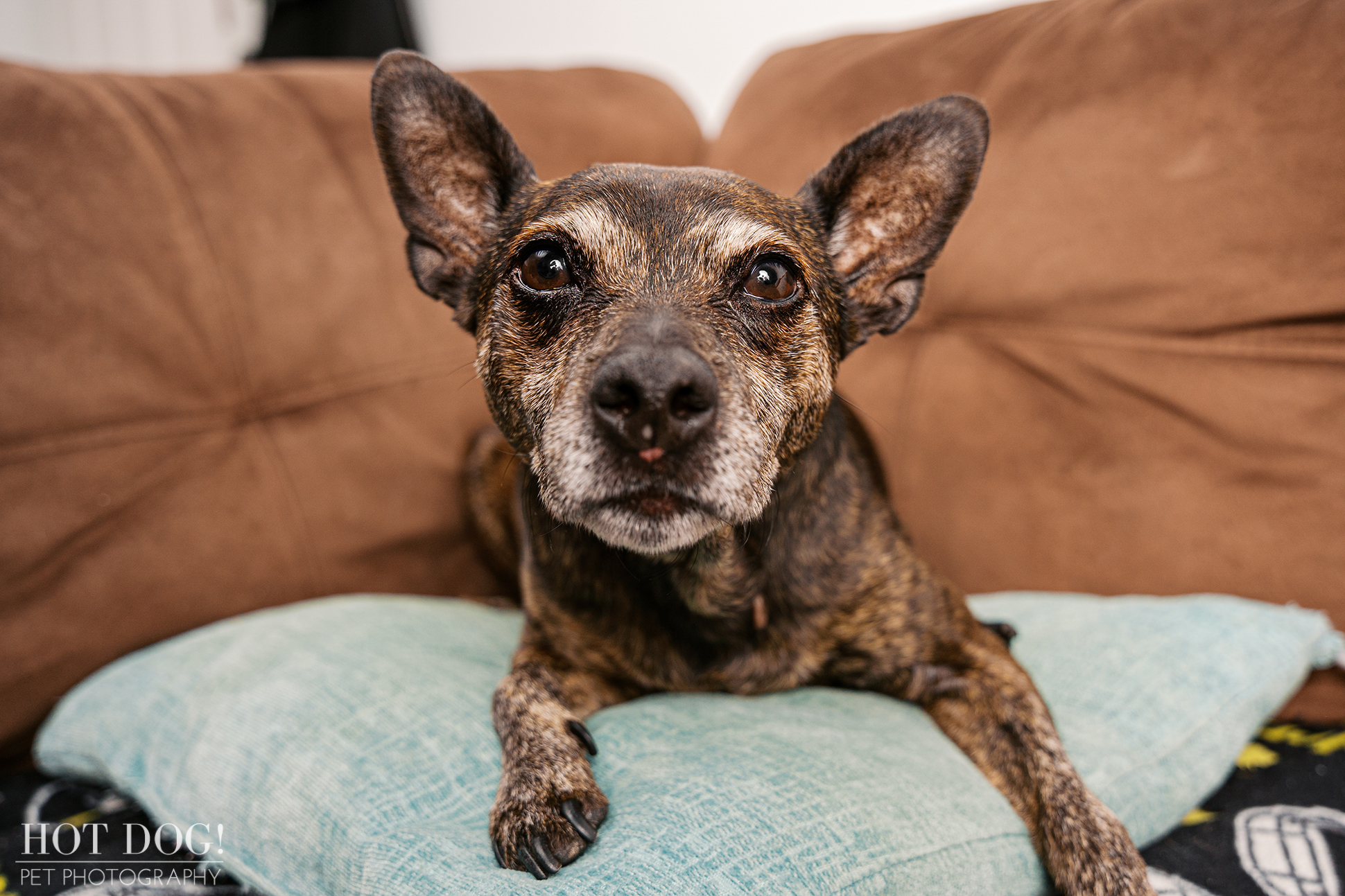 Close-up of Archer’s expressive brown eyes as he lies comfortably on a couch in his Altamonte Springs home.