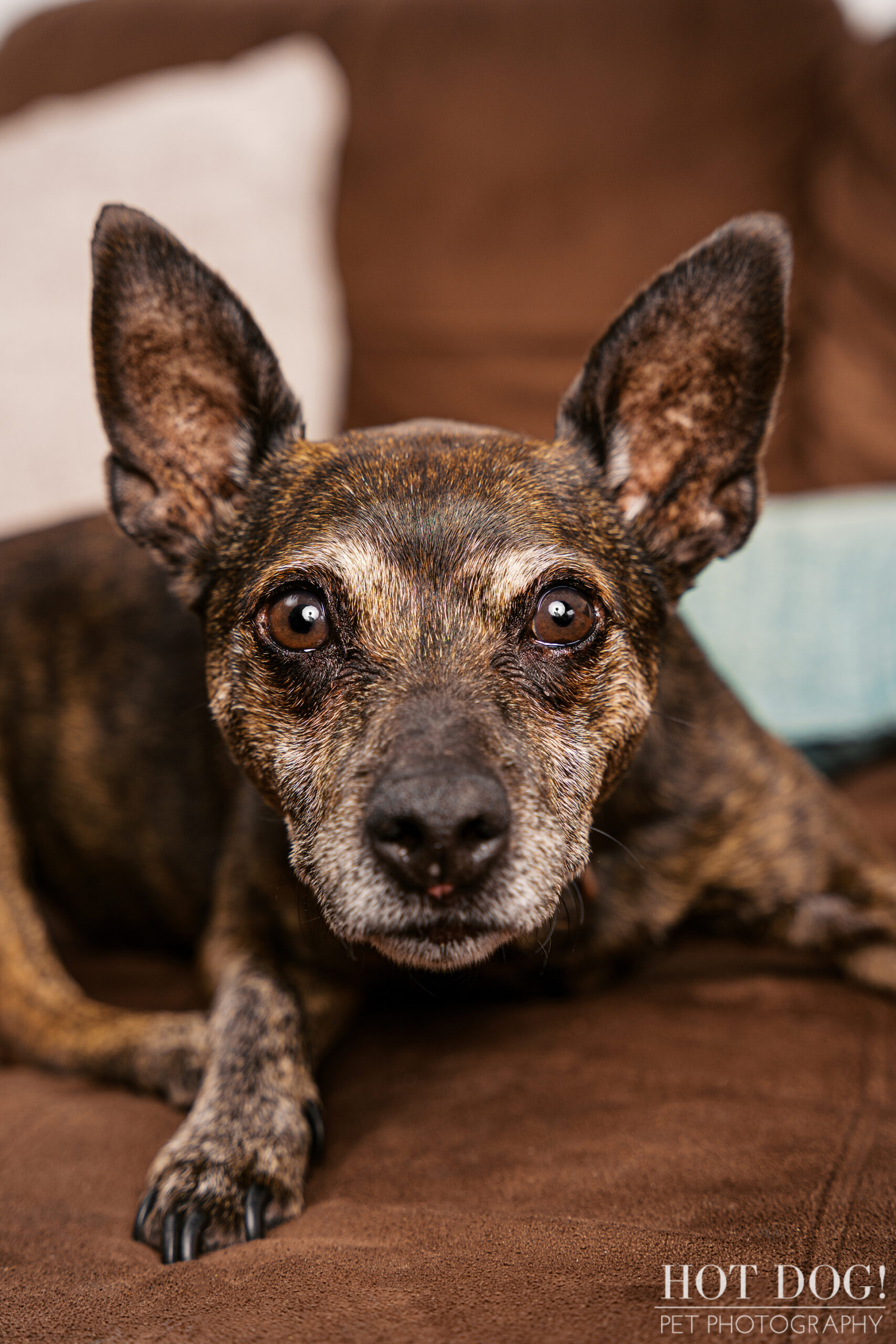 Archer, an 18-year-old brindle Miniature Pinscher, gazing calmly at the camera during his senior dog photography session.