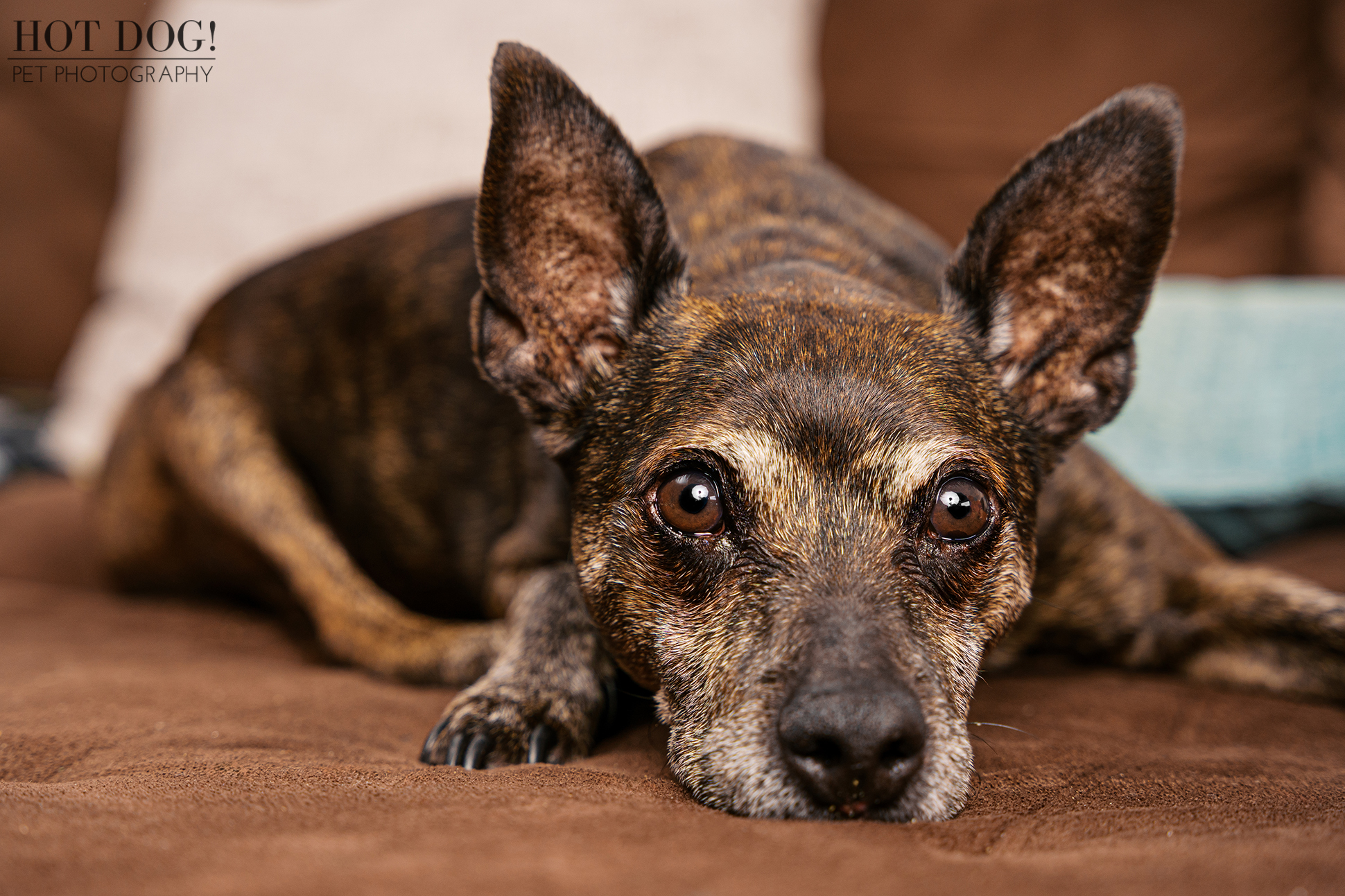 Intimate close-up portrait of Archer resting his head on the couch, highlighting his gray muzzle and gentle expression.