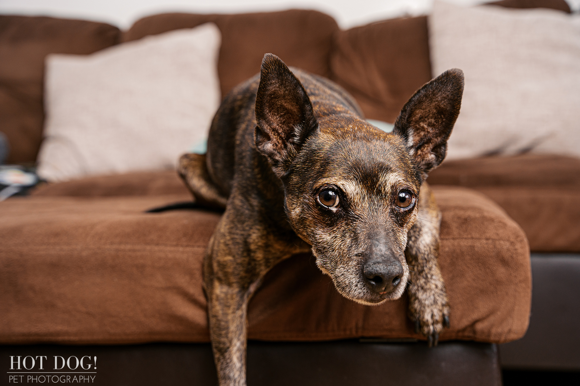 Archer stretching forward on the couch, showing his brindle coat and relaxed posture during an in-home pet photography session.
