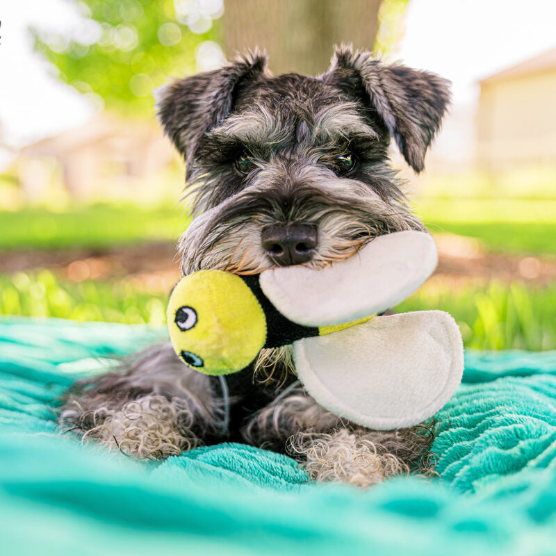 Arco the Miniature Schnauzer Puppy | St. Cloud Pet Photography