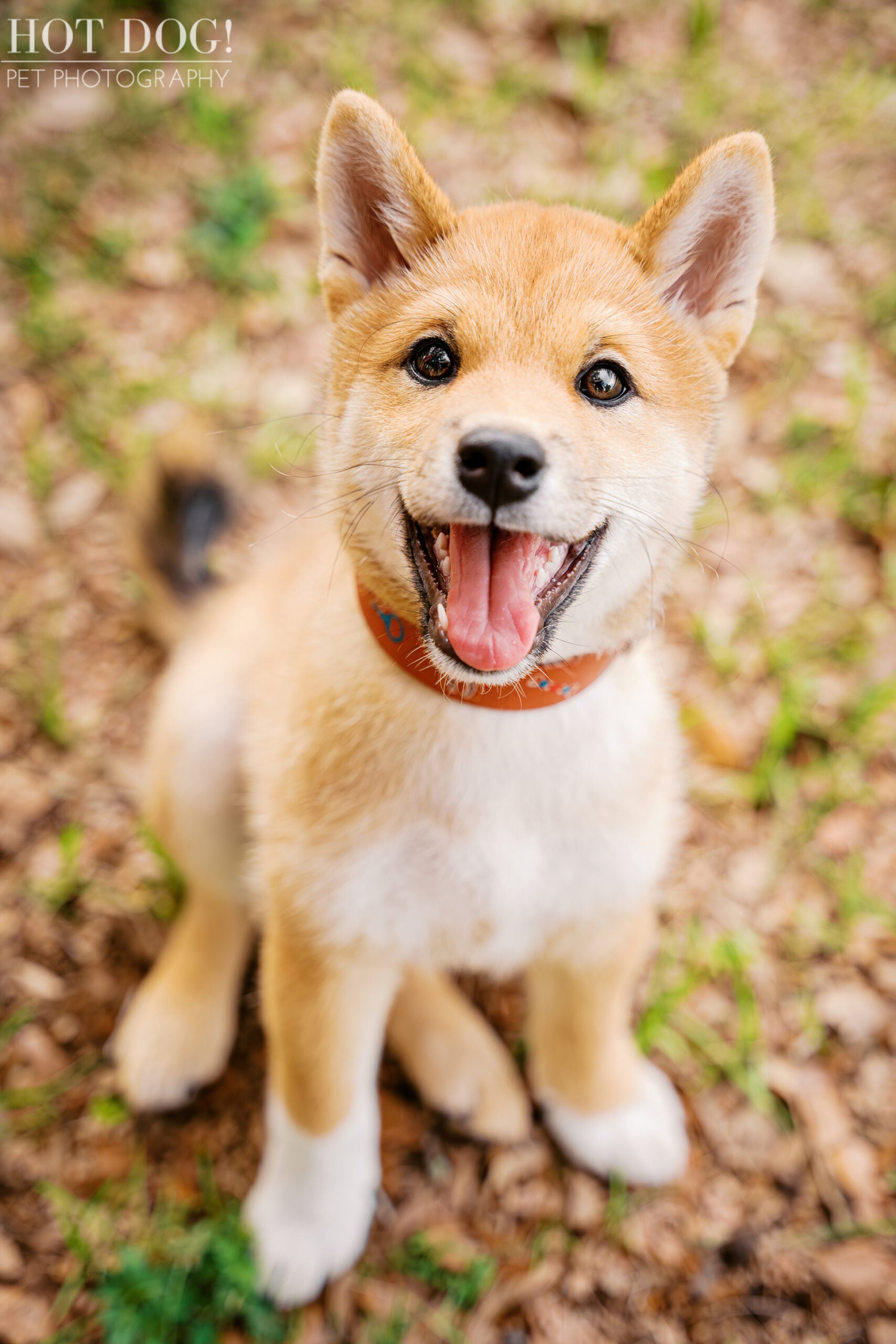 Close-up portrait of Auro, a smiling 12-week-old Shiba Inu puppy, during his Baldwin Park pet photography session.