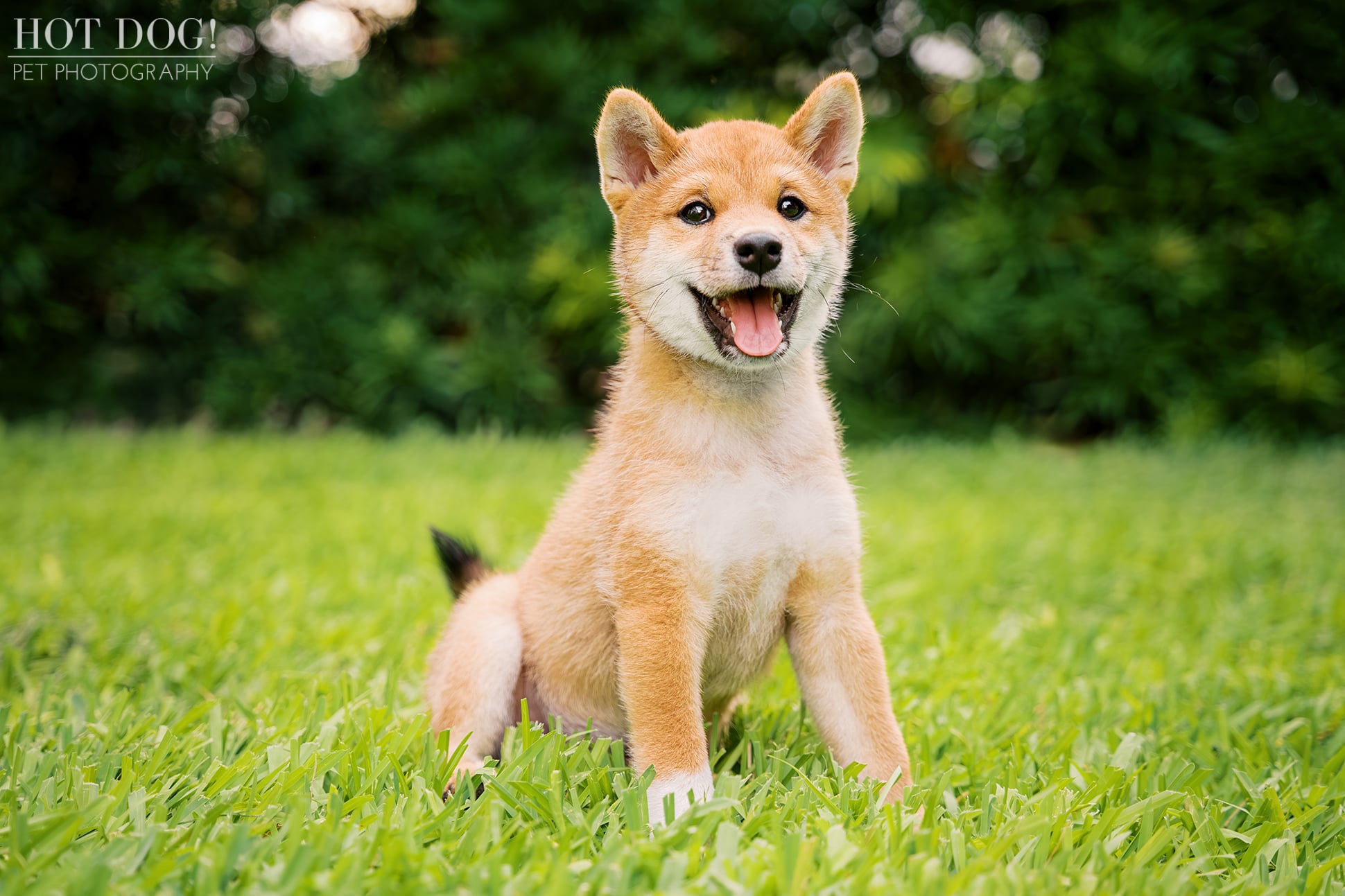 Smiling Shiba Inu puppy Auro sitting in the grass during his outdoor puppy photography session in Baldwin Park.