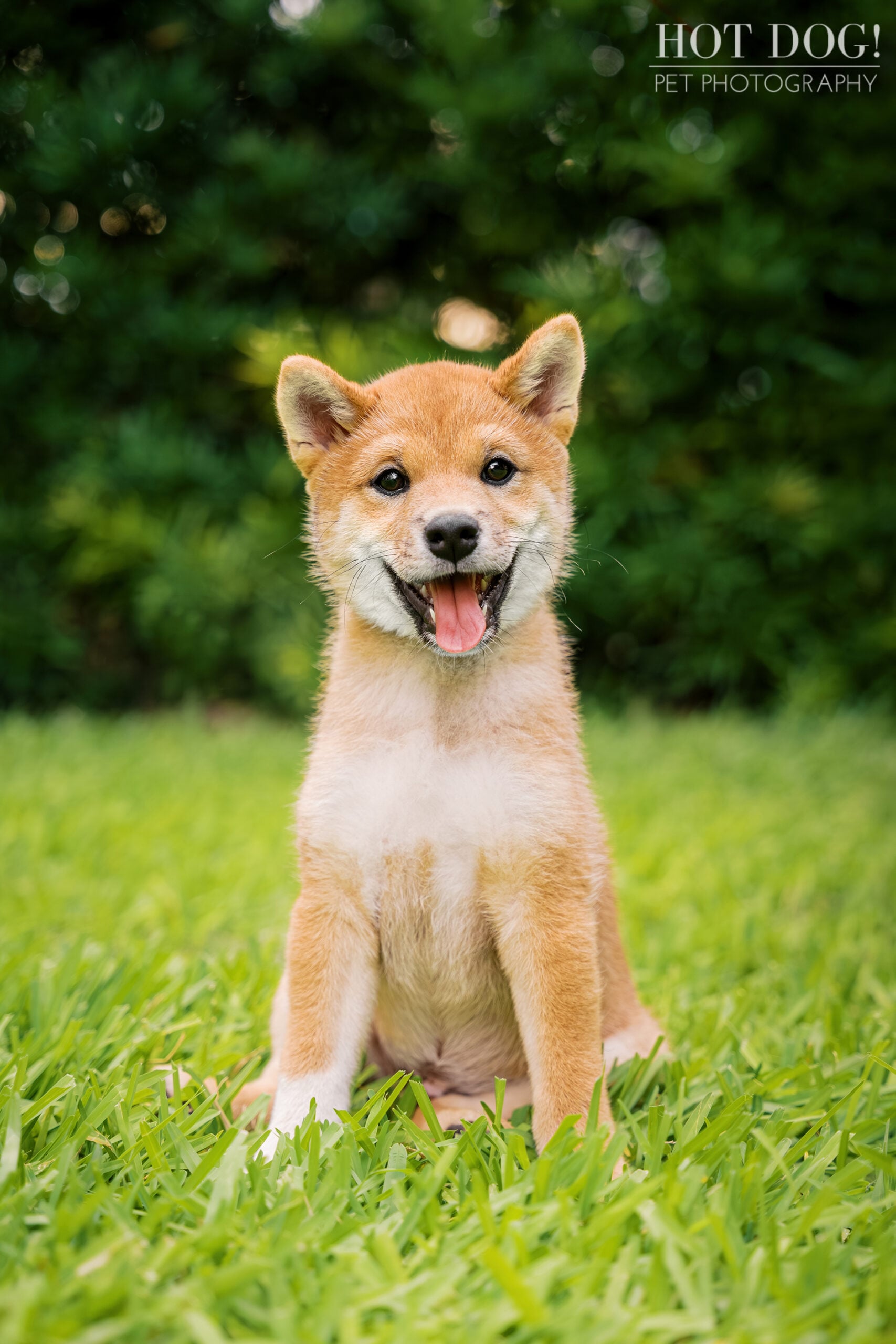 Portrait of 12-week-old Shiba Inu puppy Auro sitting happily in the grass during an Orlando pet photography session.