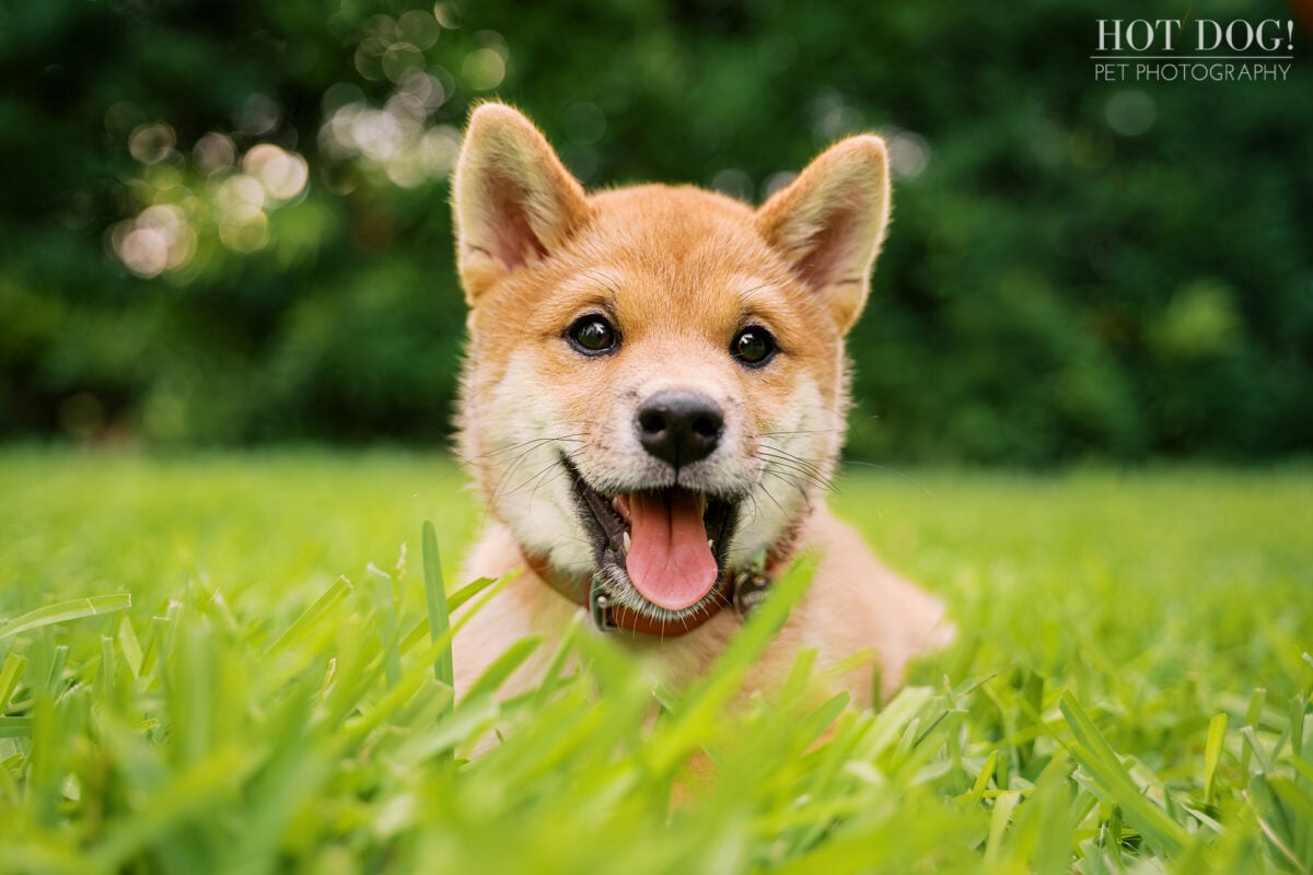 Playful close-up of Shiba Inu puppy Auro smiling at the camera while relaxing in the grass in Baldwin Park.