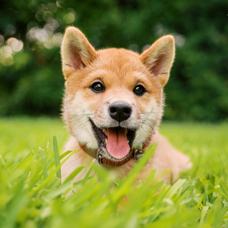 Auro the Shiba Inu Puppy | Baldwin Park Pet Photography