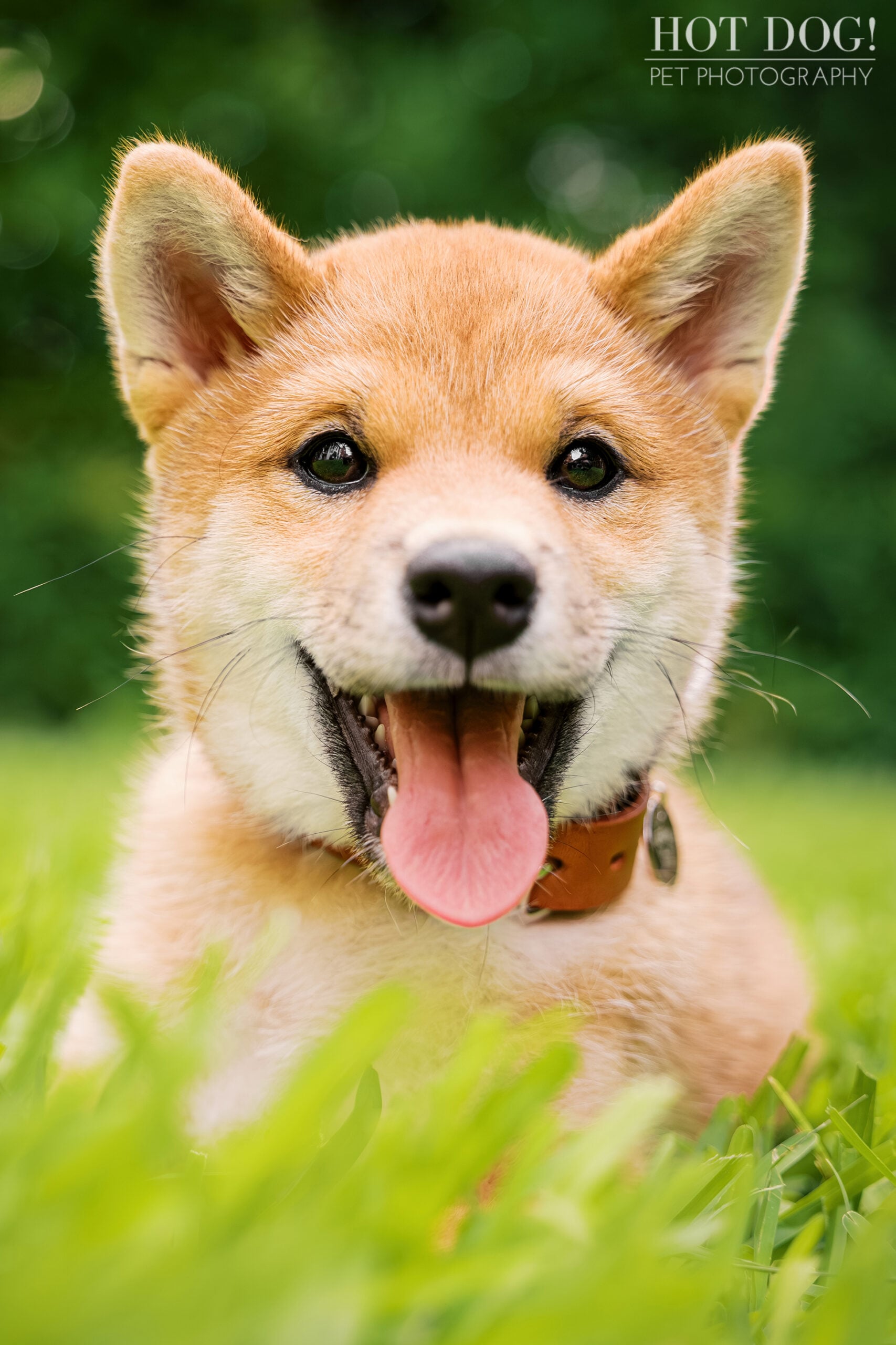 Close-up puppy portrait of Auro the Shiba Inu with his signature happy grin during his Orlando photography session.