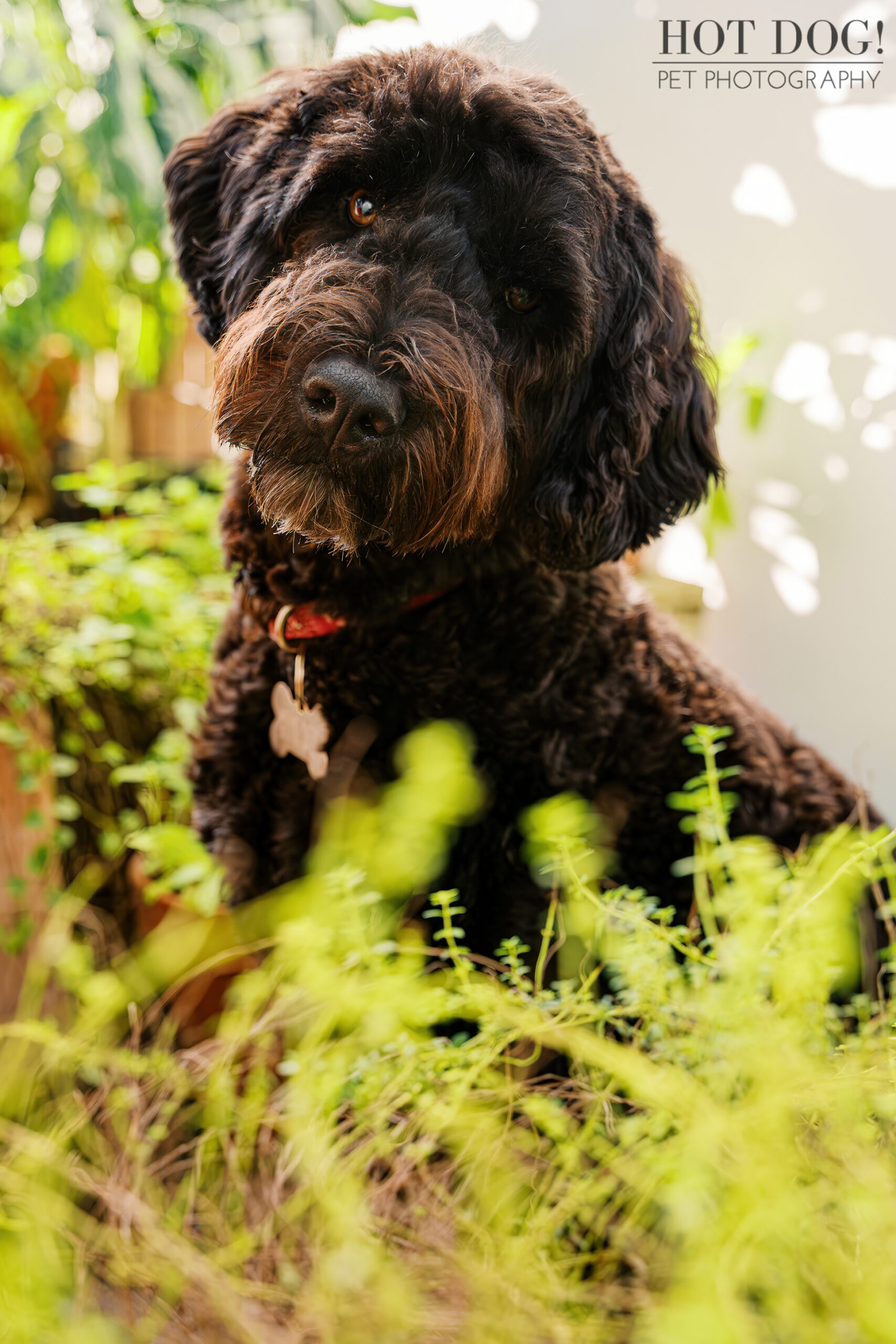 A close-up of Banjo’s face as he tilts his head sweetly among soft green garden plants, catching warm sunlight.