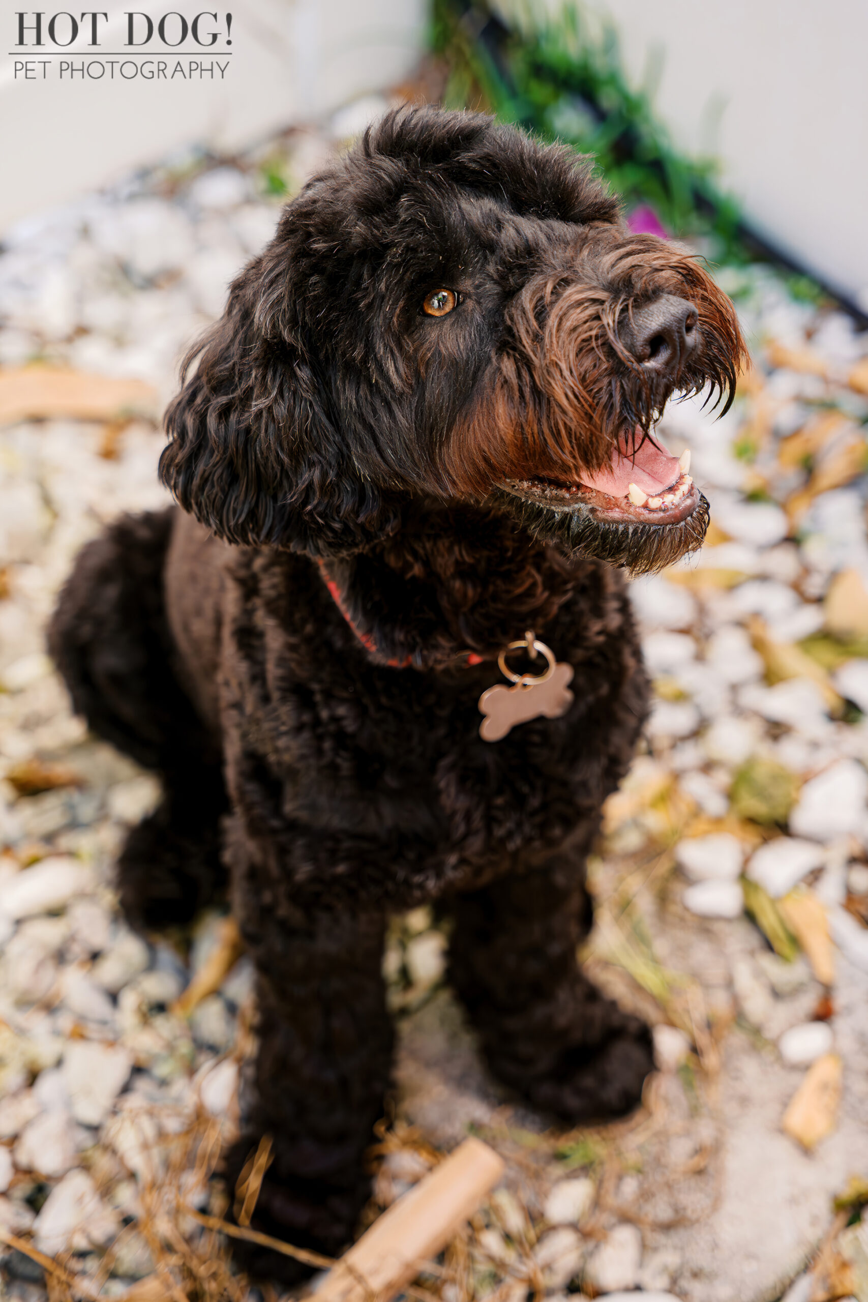 A black Portuguese Water Dog sits on white garden stones, looking up with a happy, open-mouthed expression during an at-home Winter Park pet session.