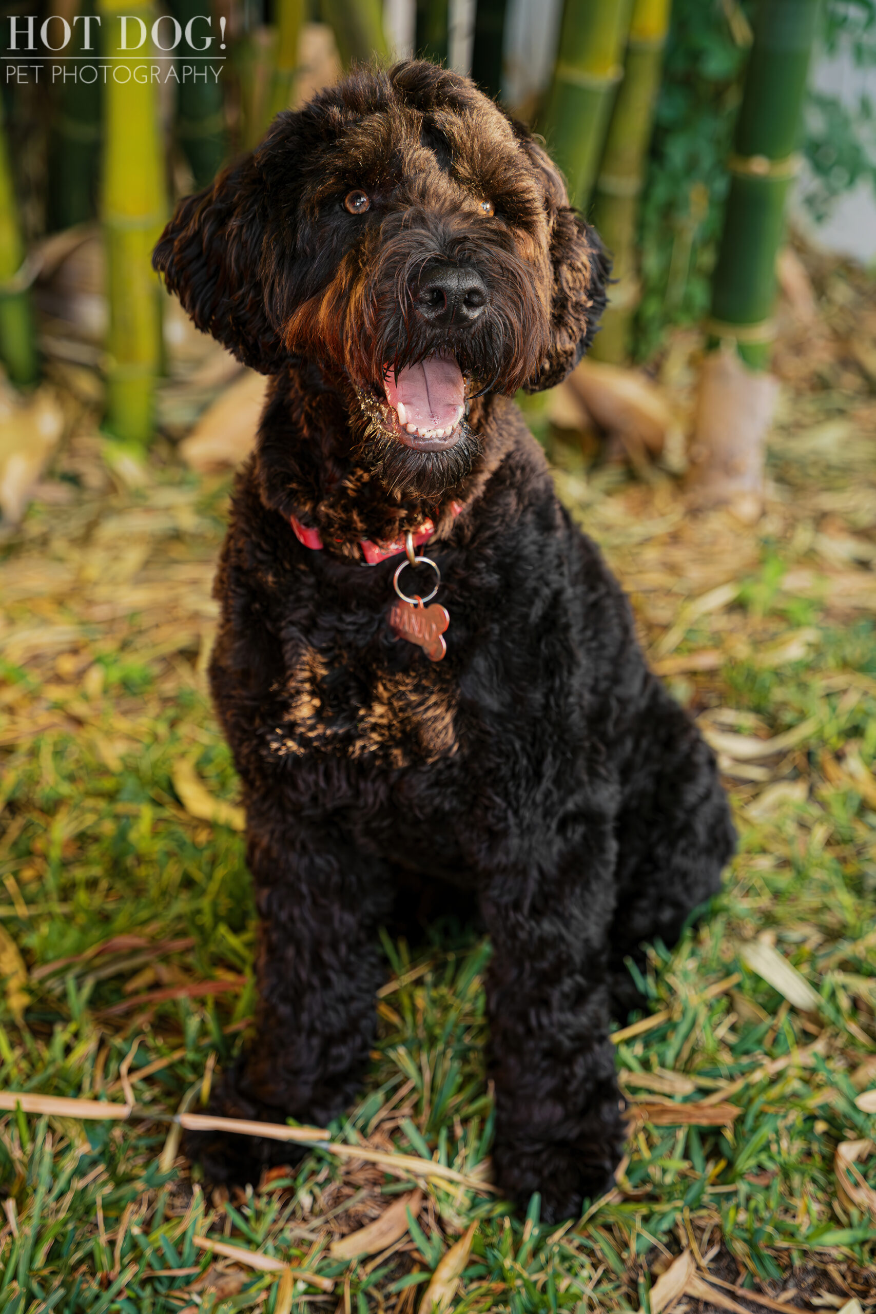 Banjo the black Portuguese Water Dog sits in front of tall bamboo, smiling toward the camera with warm golden light on his fur.