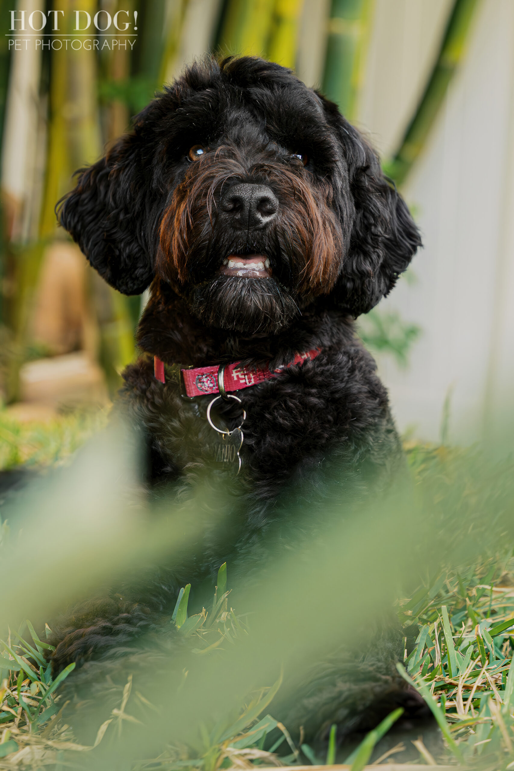 Banjo sits in the grass behind blurred foreground greenery, looking up with a curious expression in his backyard.